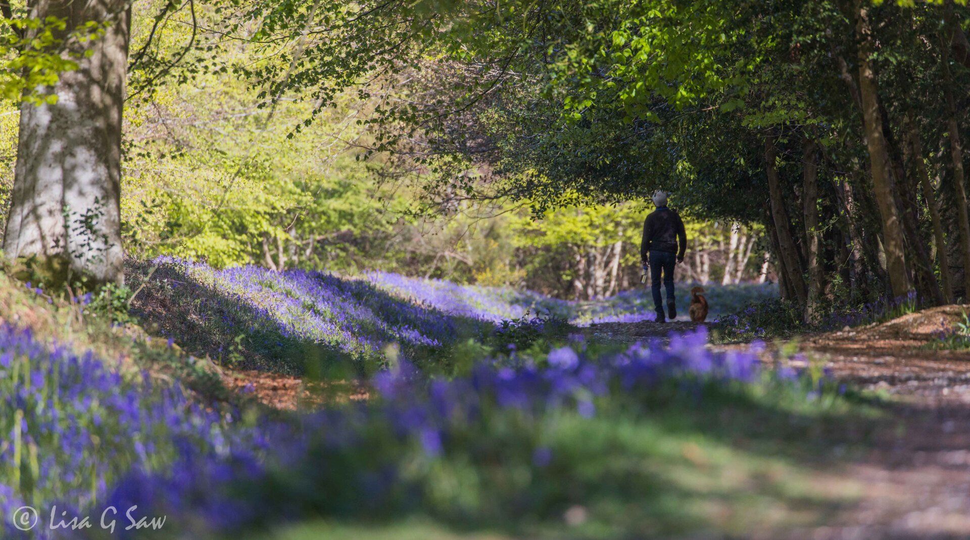 Bluebells with man and dog walking along path