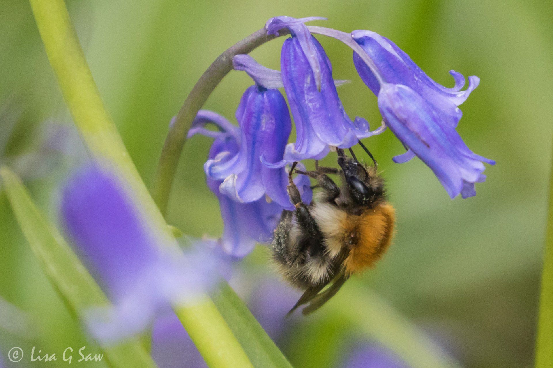 Side profile of Common Carder Bee on Common Bluebell