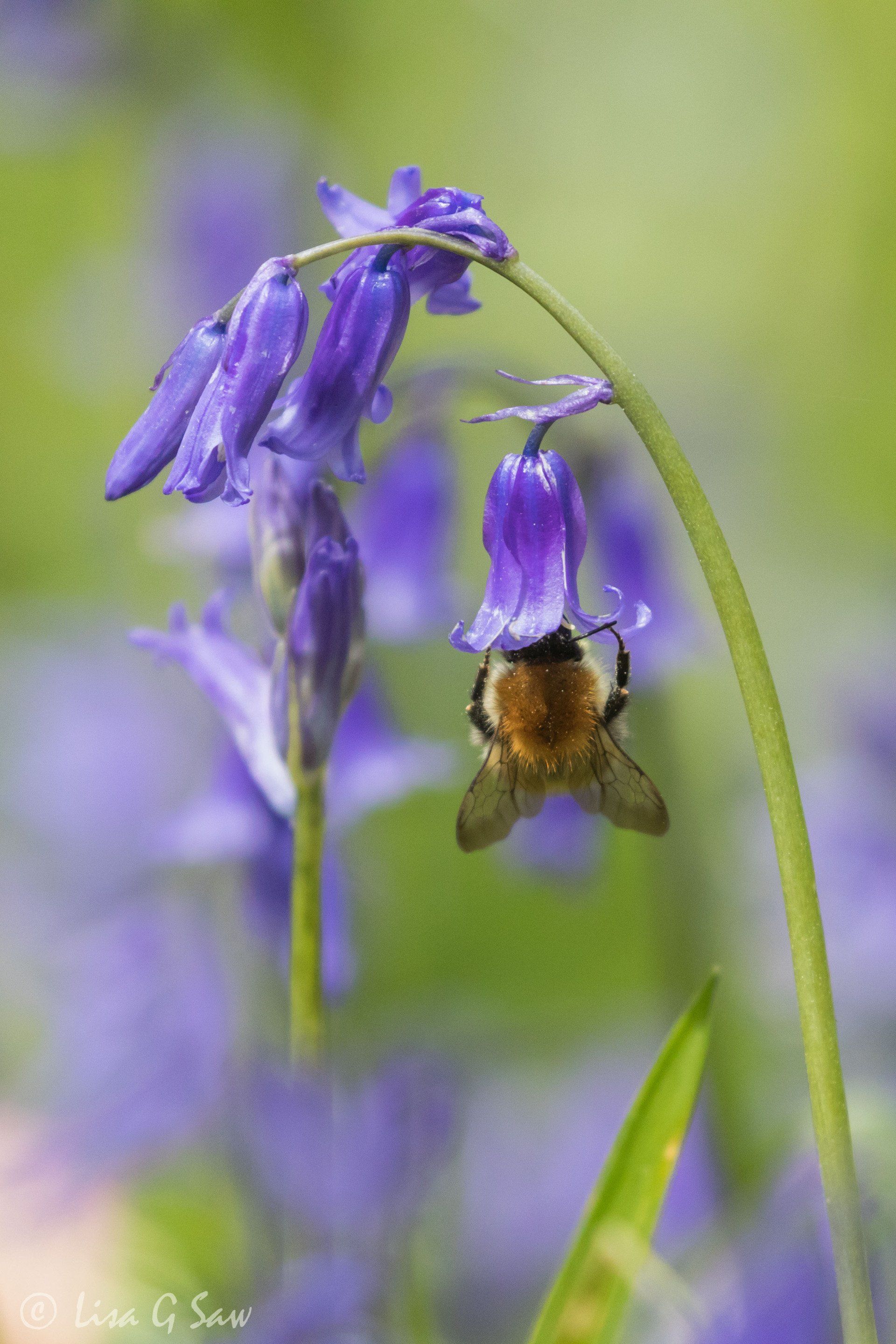 Bumble Bee feeding on bluebell