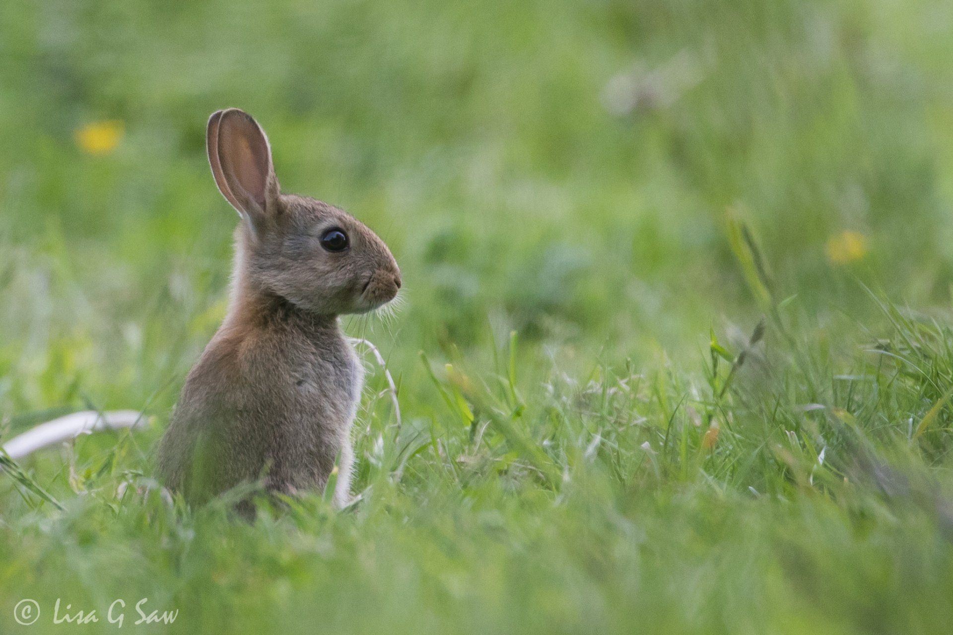 Young rabbit in side profile