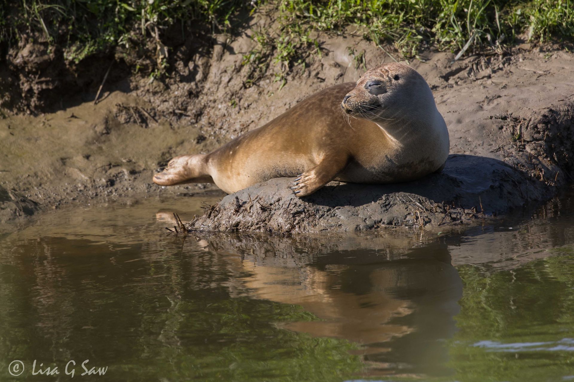 Grey Seal eyes closed on mud bank in Adur River