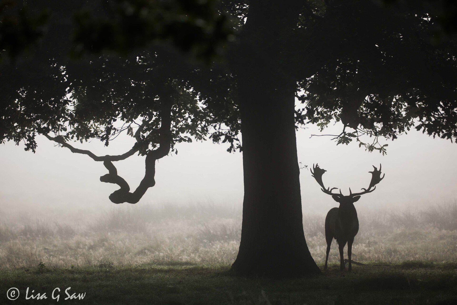 Silhouette of a Fallow Deer stag underneath a tree