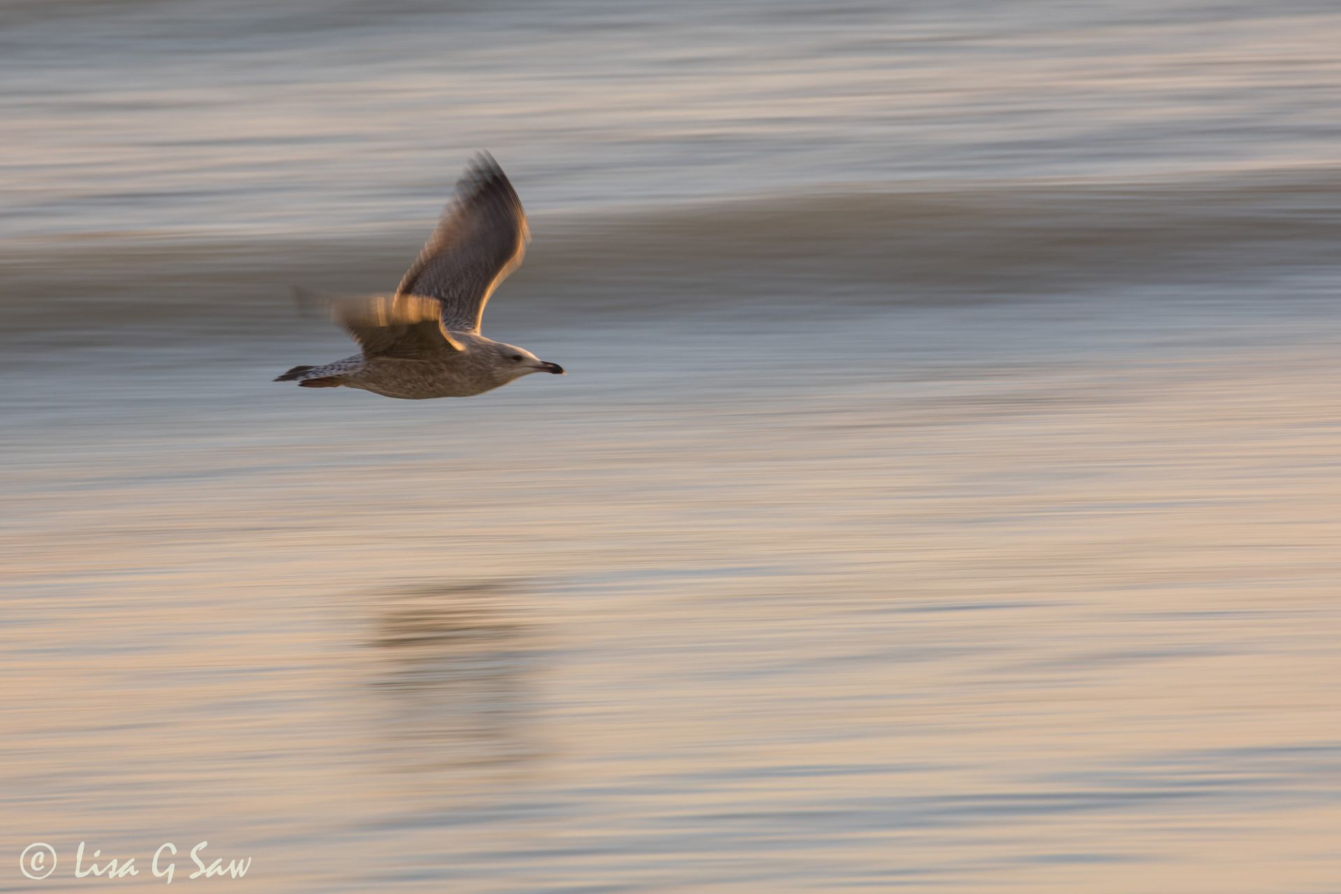 Slow panning a gull flying above the water