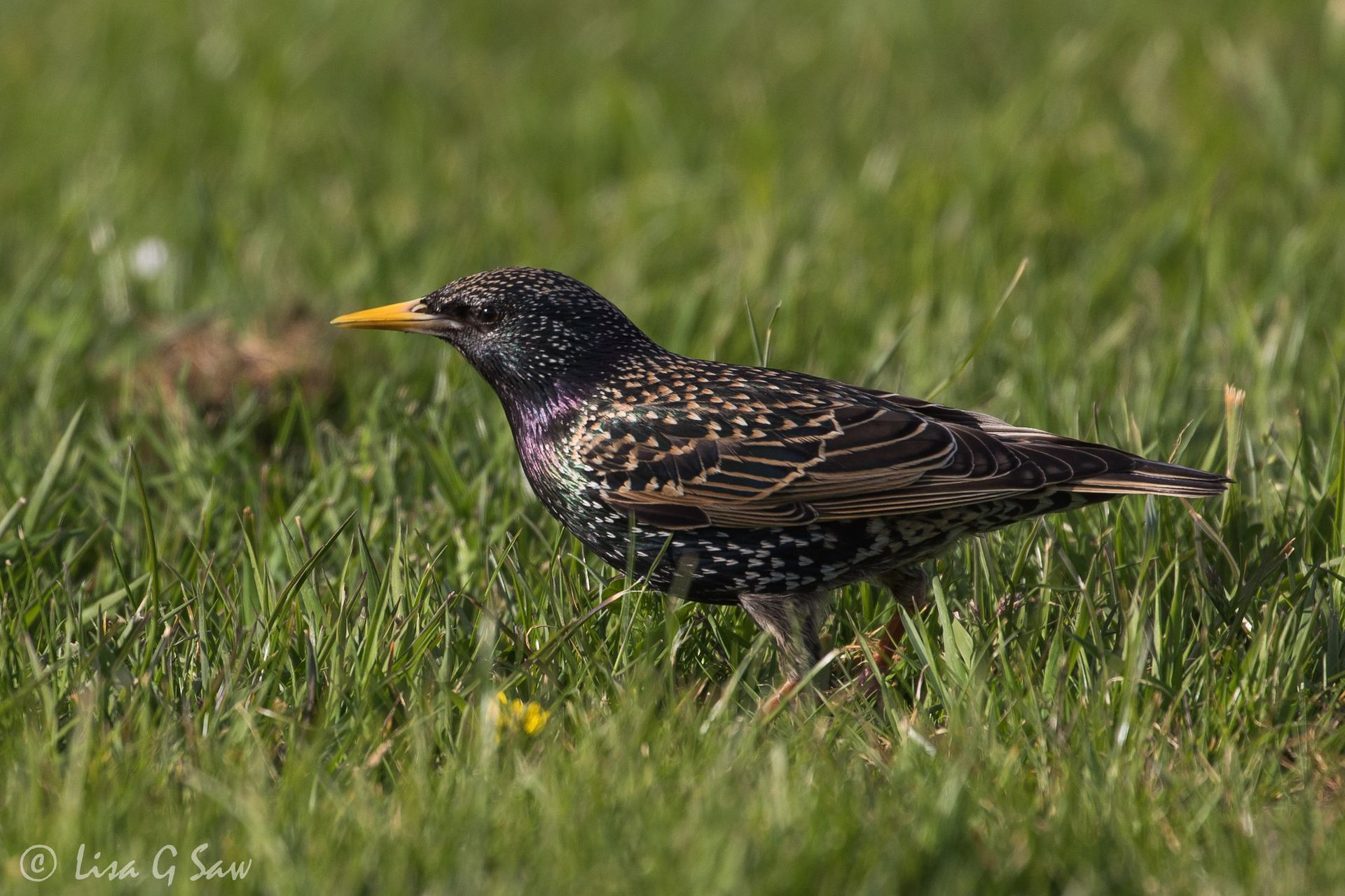 Starling on the ground