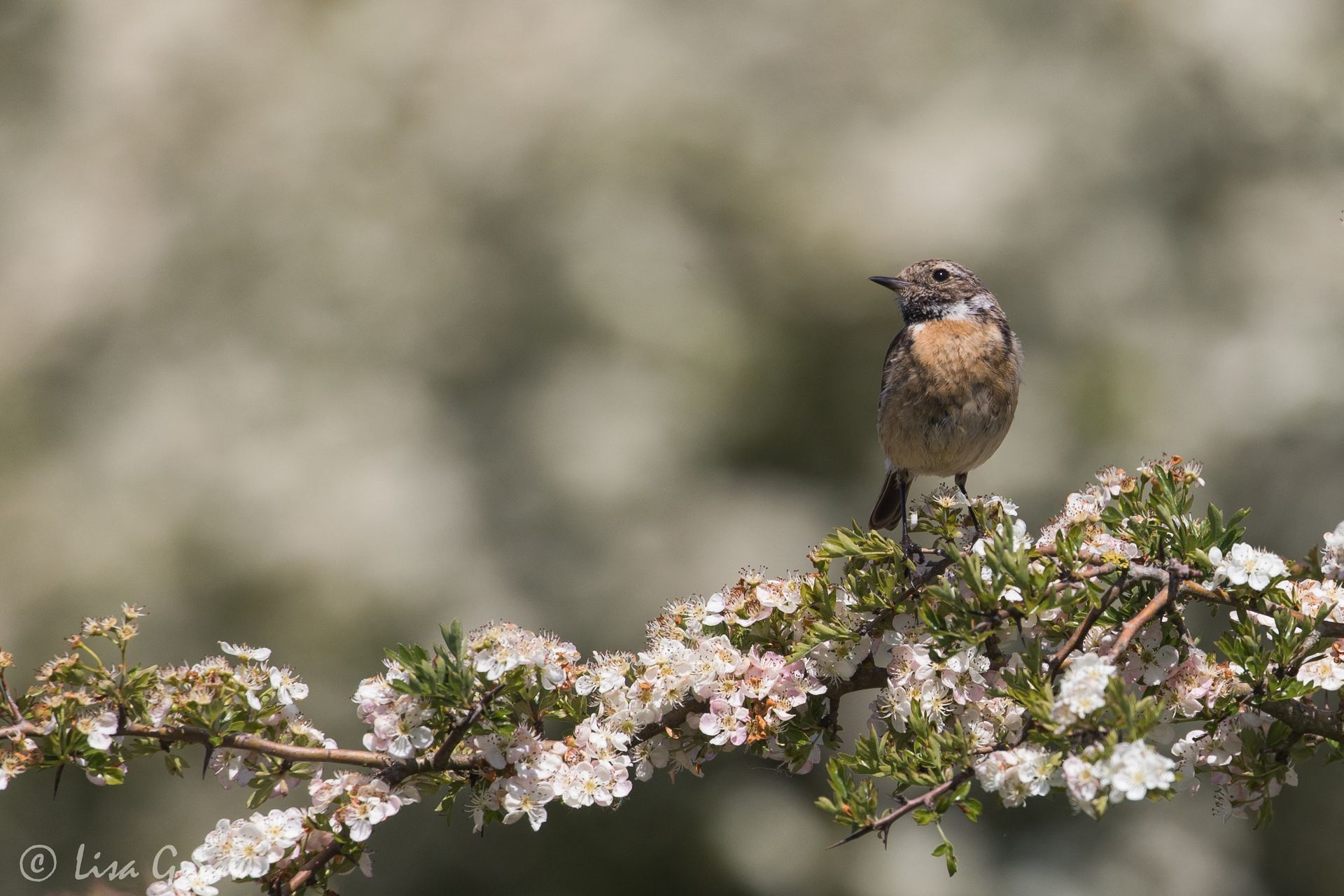 Juvenile Stonechat on Hawthorn branch in blossom