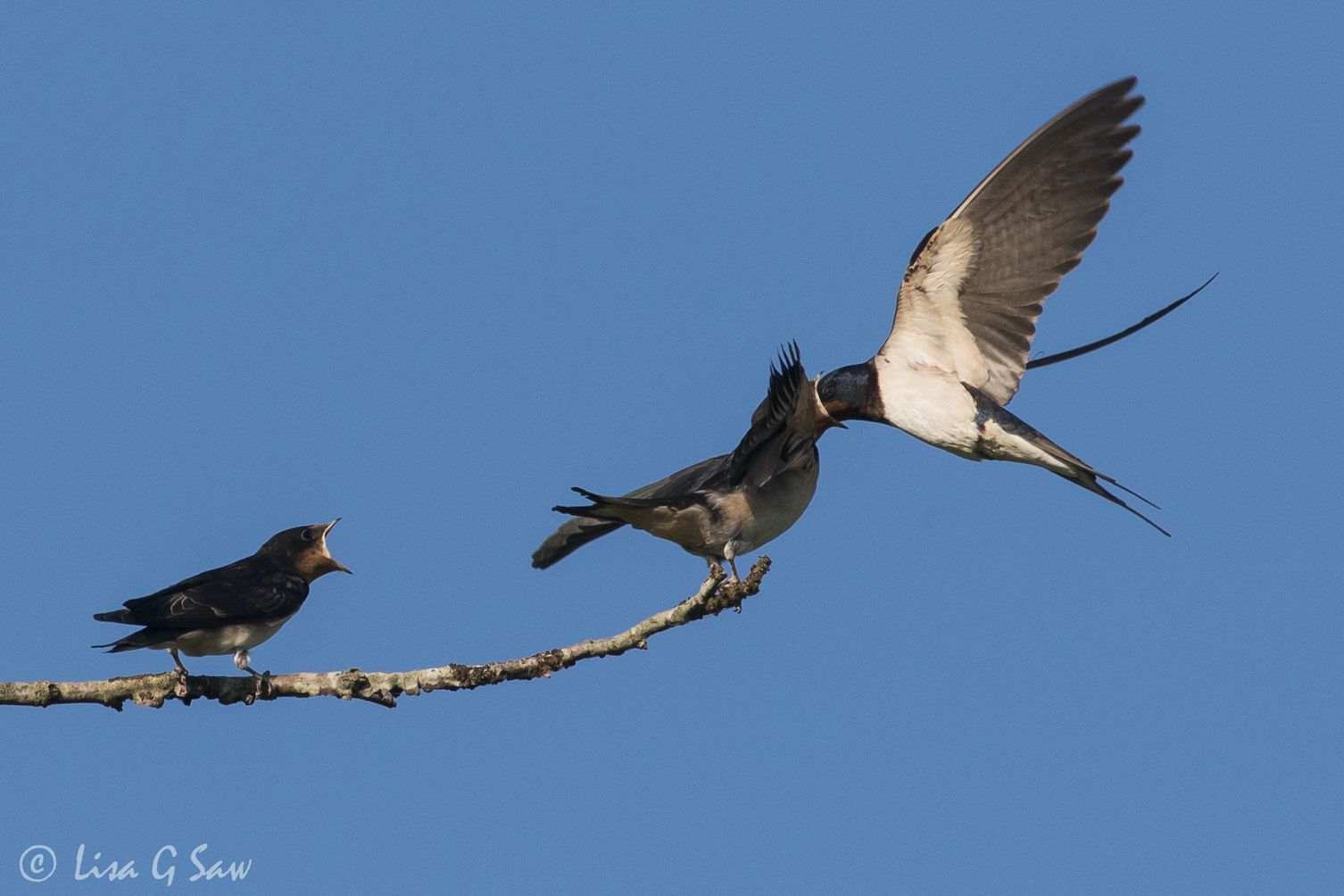 Adult Swallow feeding a fledgling on the wing