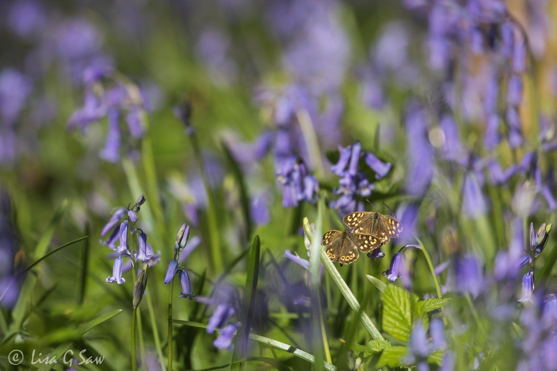 Two Speckled Wood butterflies on bluebells