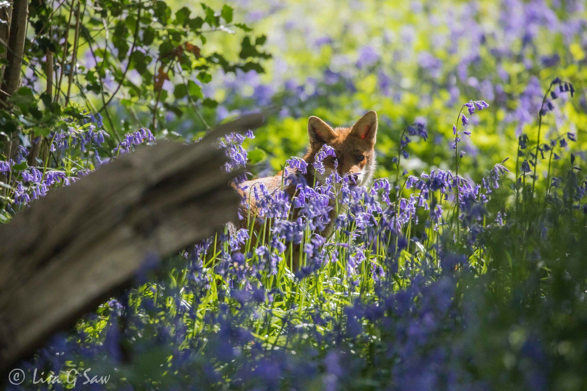 Fox hiding behind some bluebells