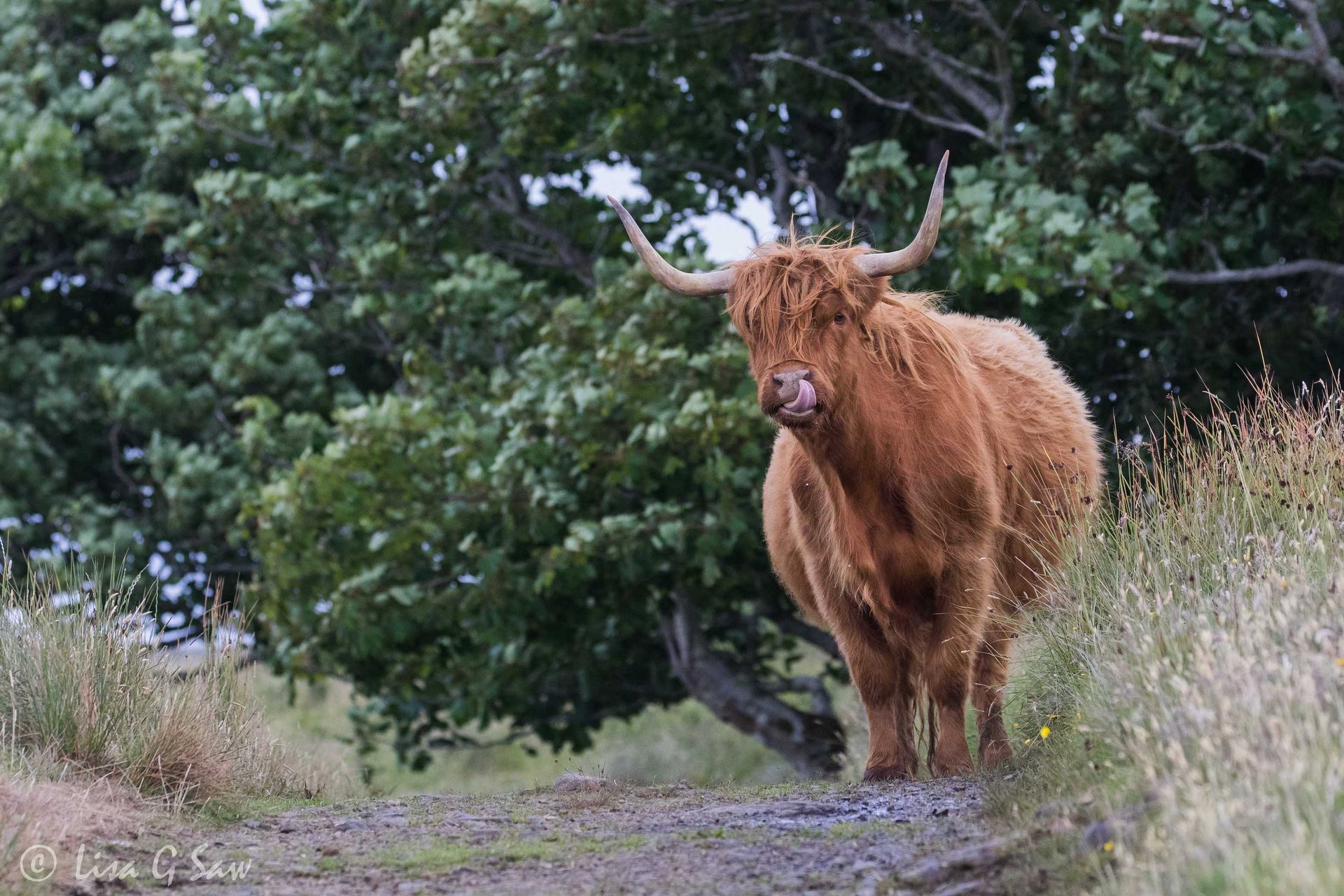 Highland Cow on path licking its lips