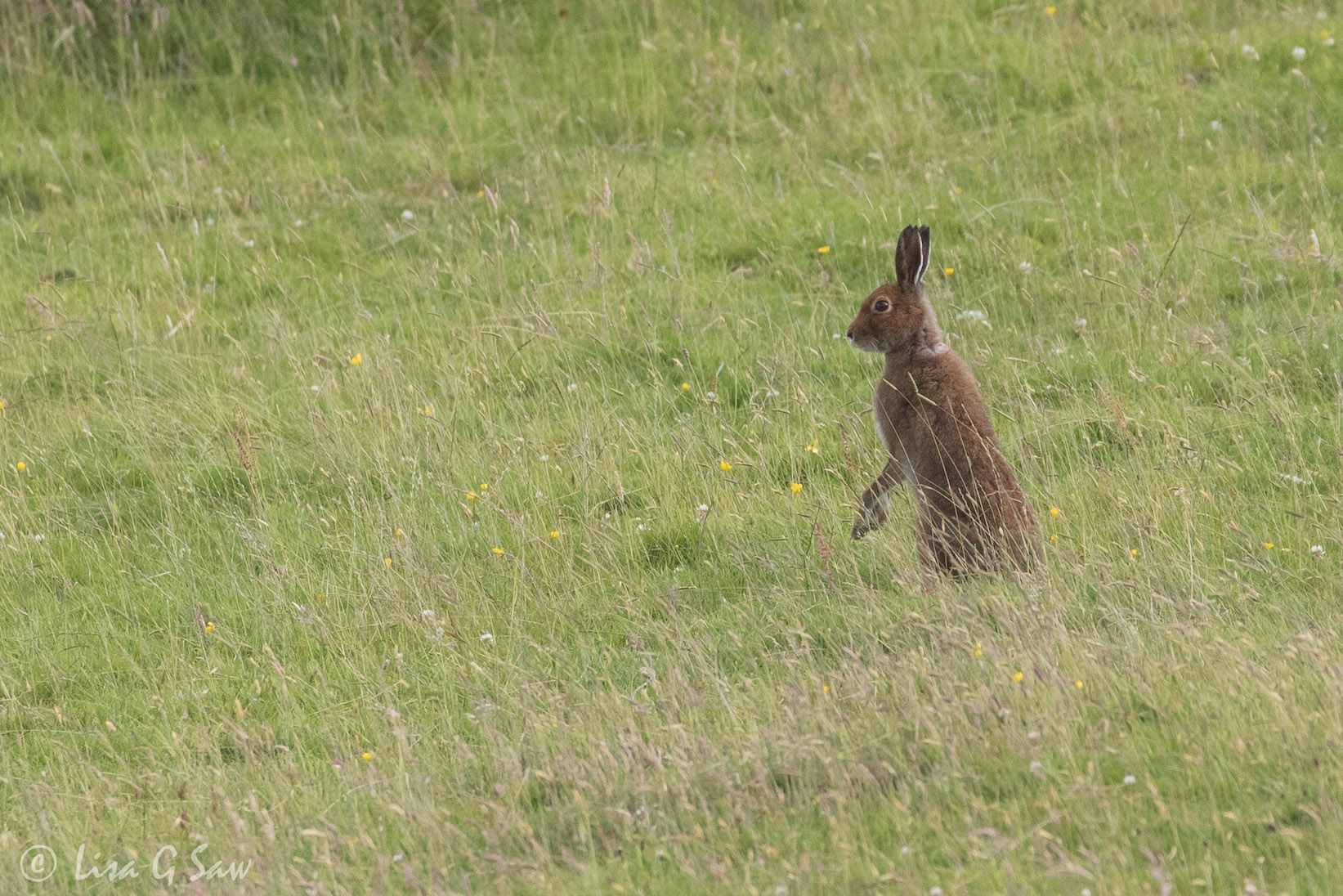 Mountain Hare on hind legs in summer