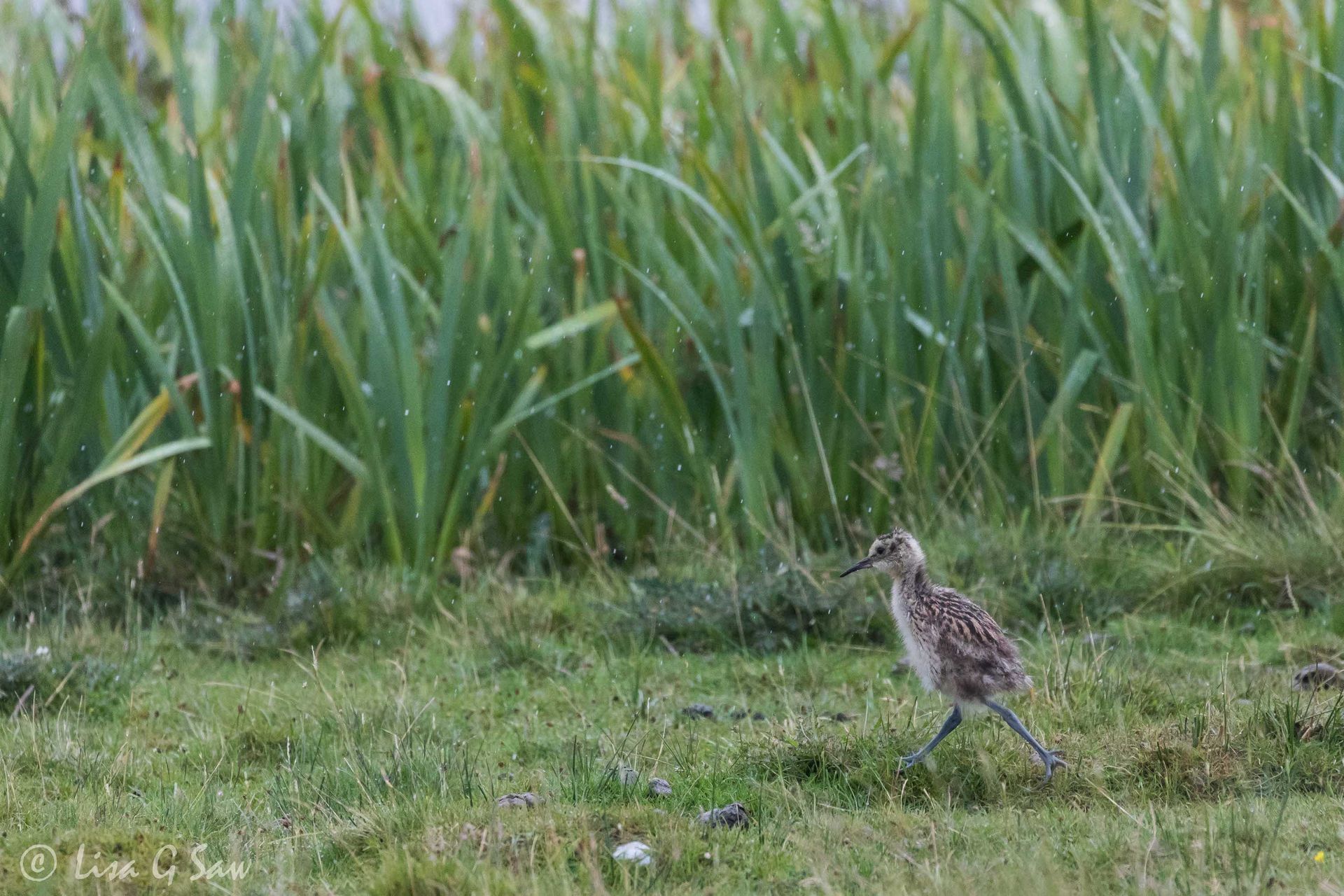 Curlew chick walking in the rain