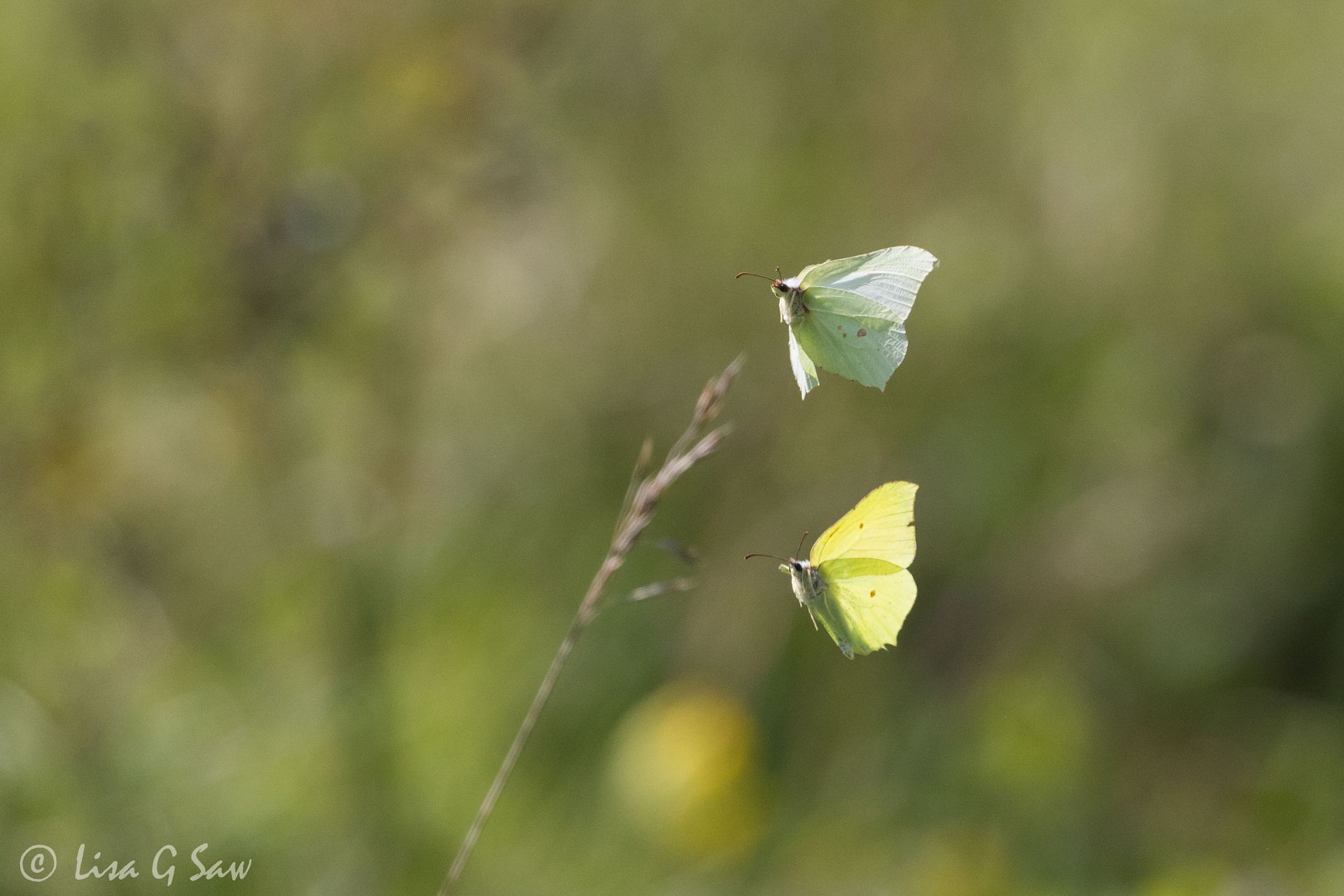 Male and female Brimstone butterflies flying