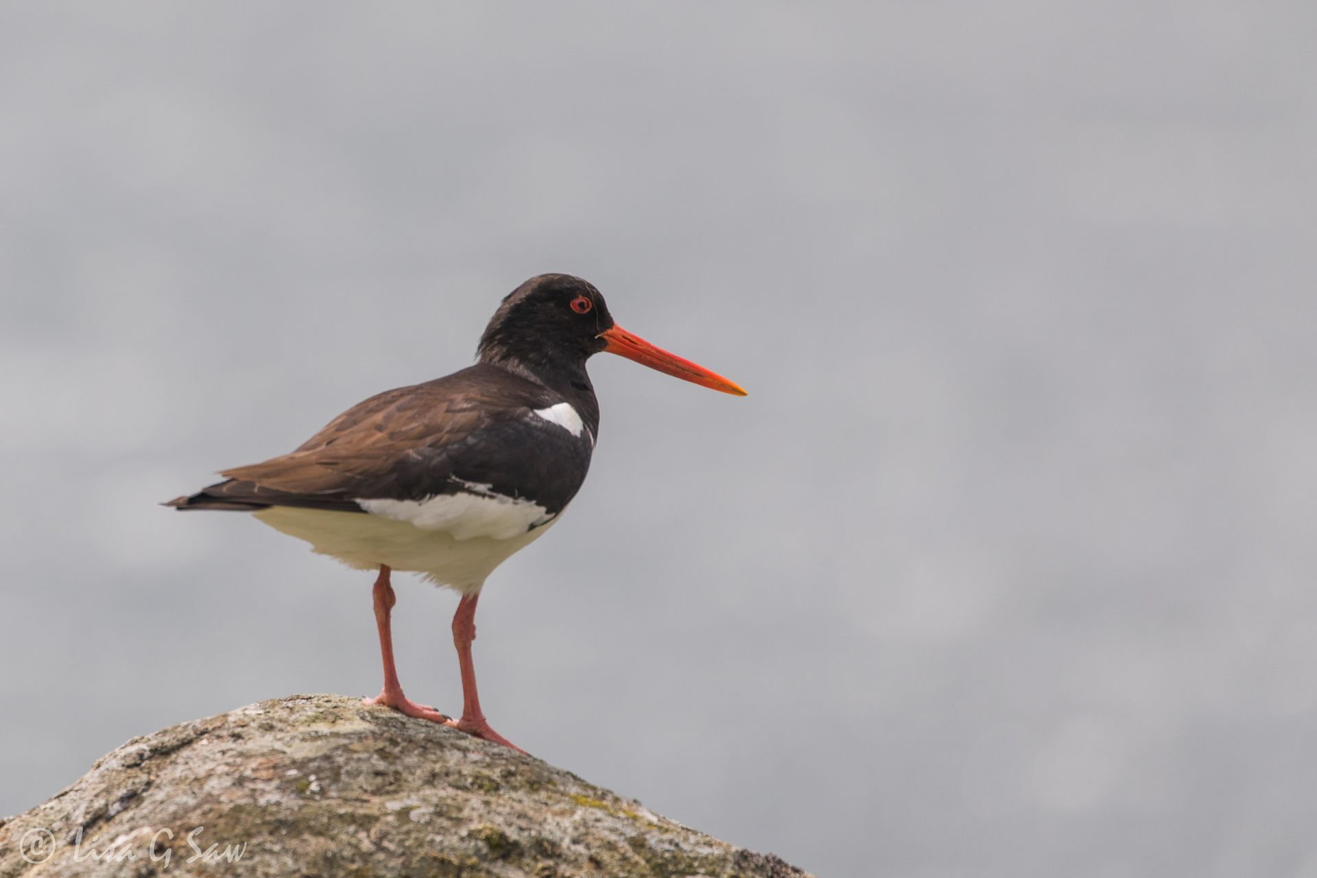 Oystercatcher standing on rock