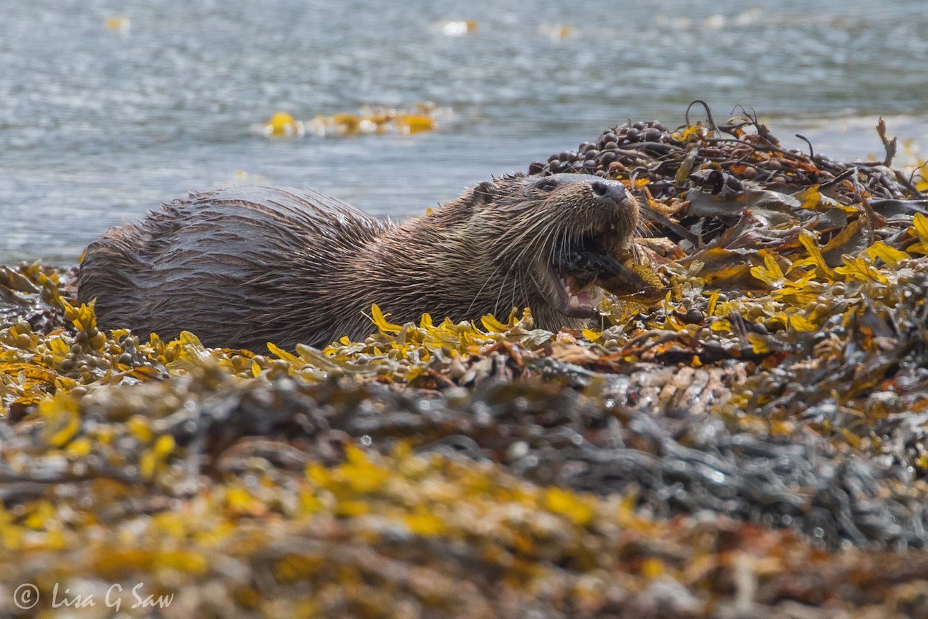 River Otter eating fish on a bed of kelp