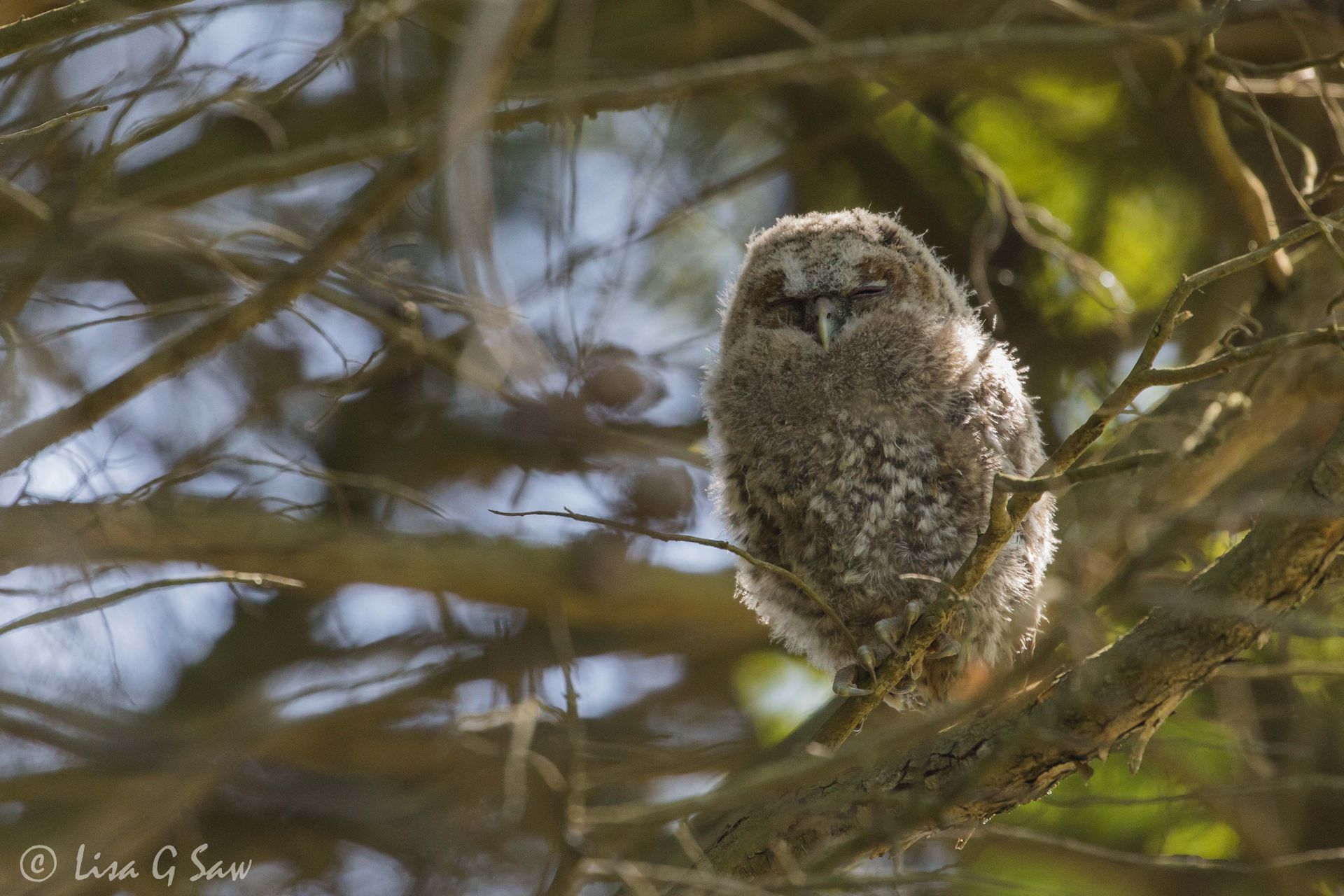 Tawny Owlet branching