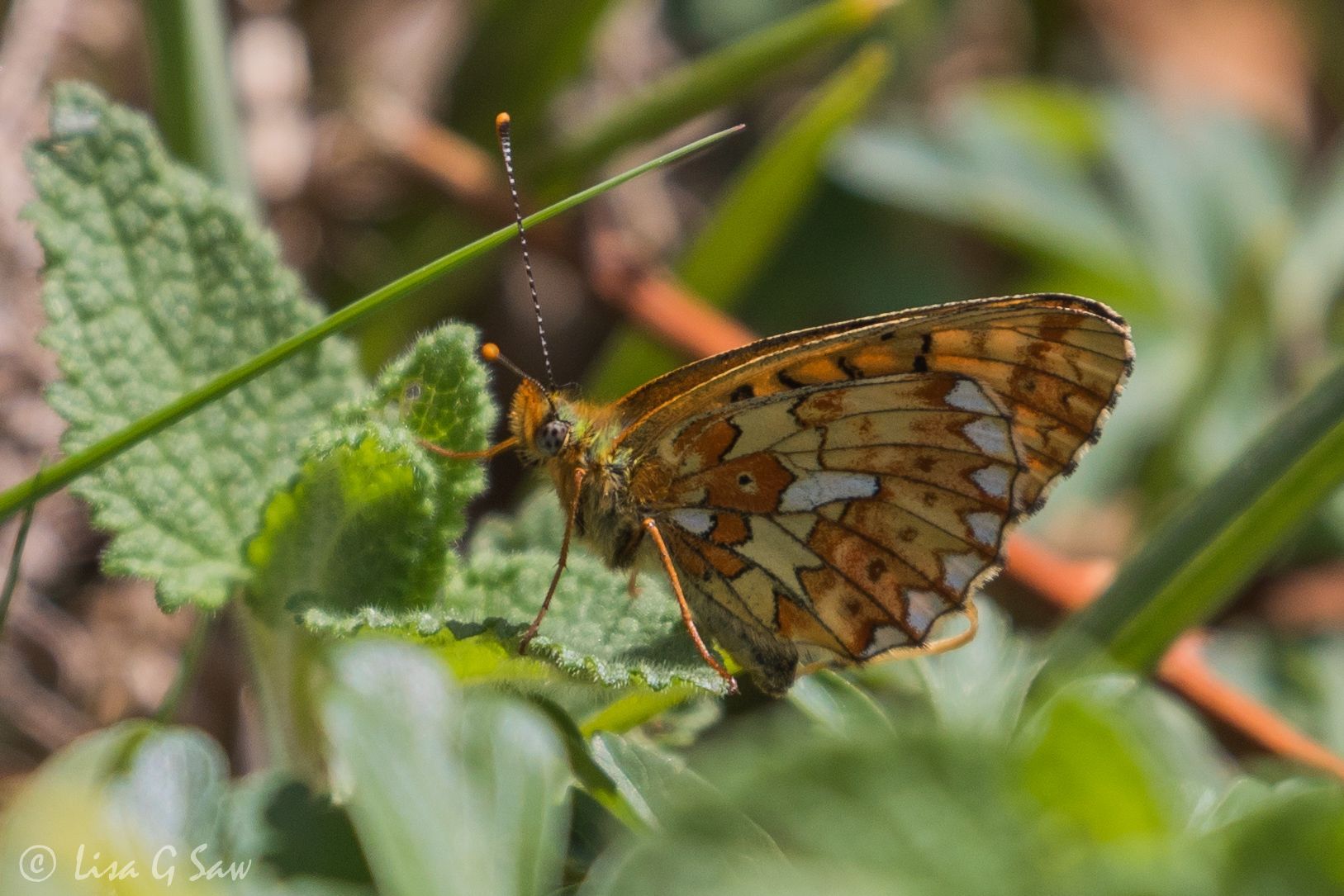 Pearl-Bordered Fritillary butterfly