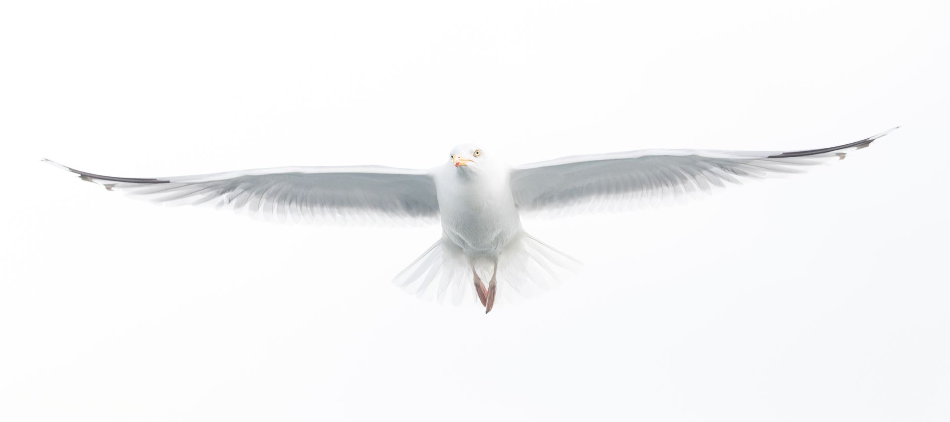 Herring Gull high key over exposed