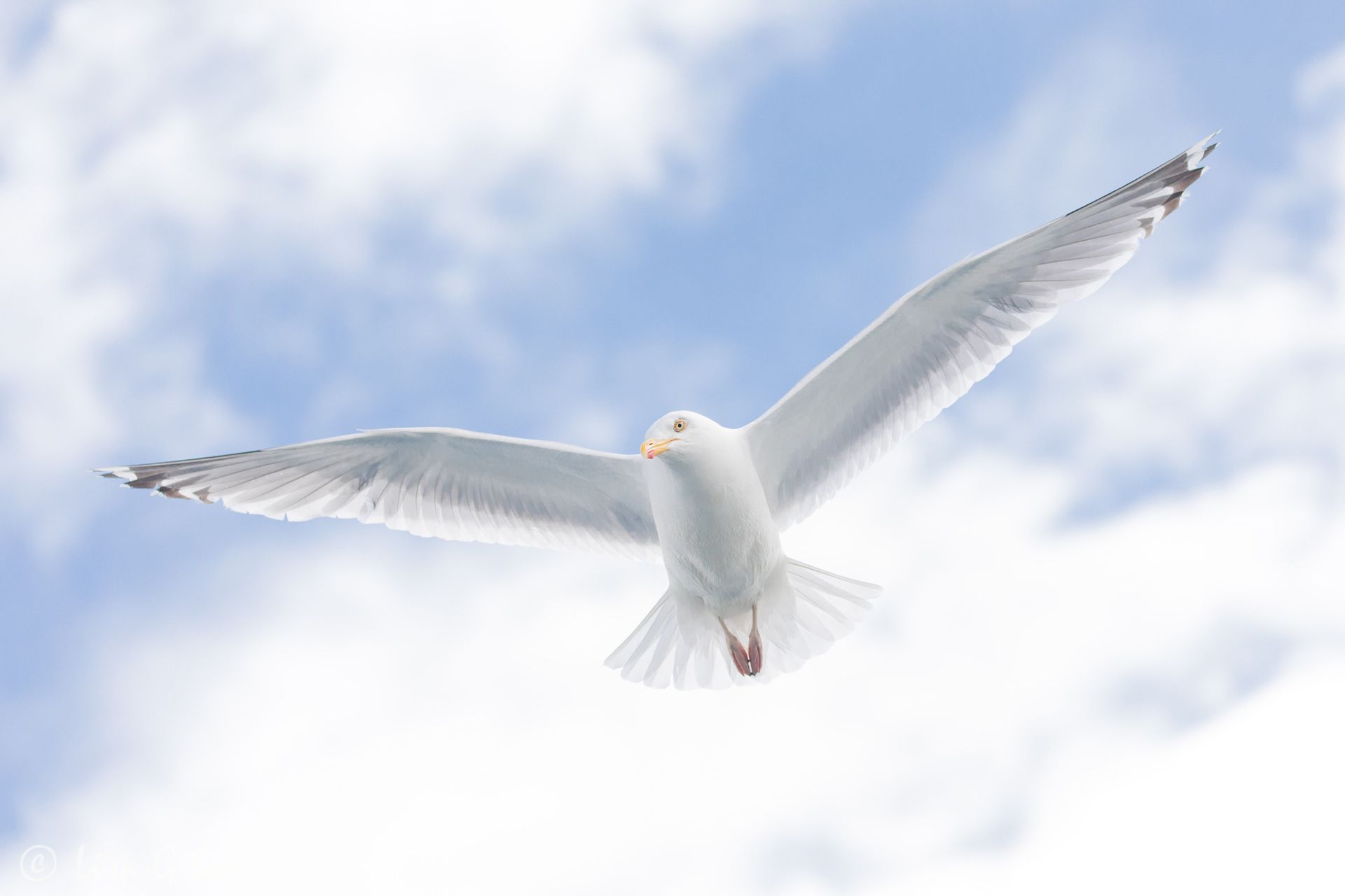 Herring Gull looking angelic flying overhead