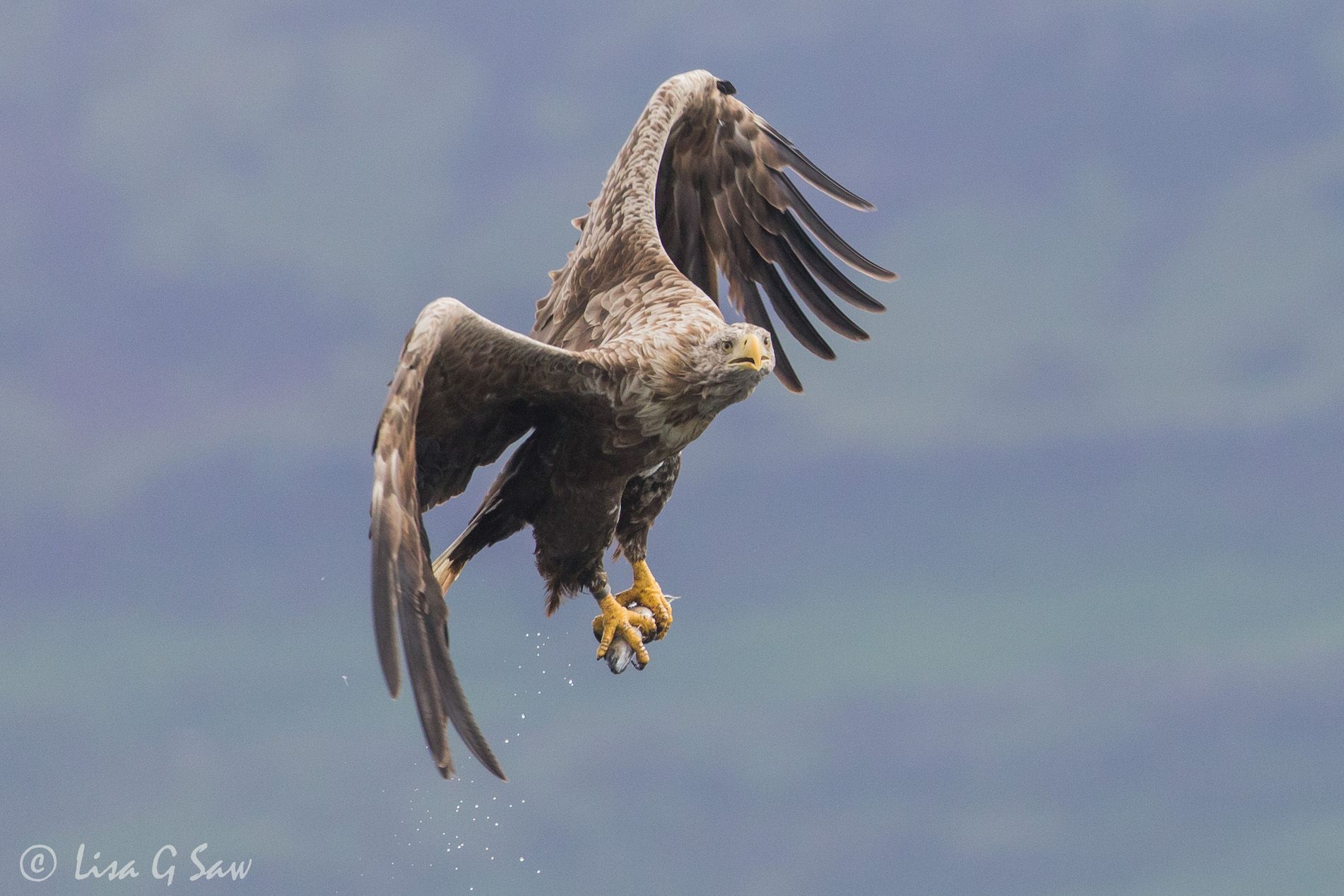 White Tailed Eagle flying off with fish in its talons