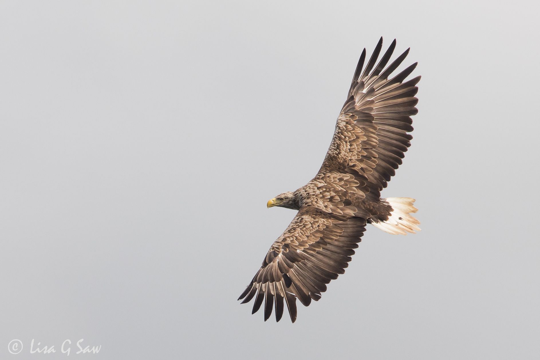 White Tailed Eagle flying with wings wide open