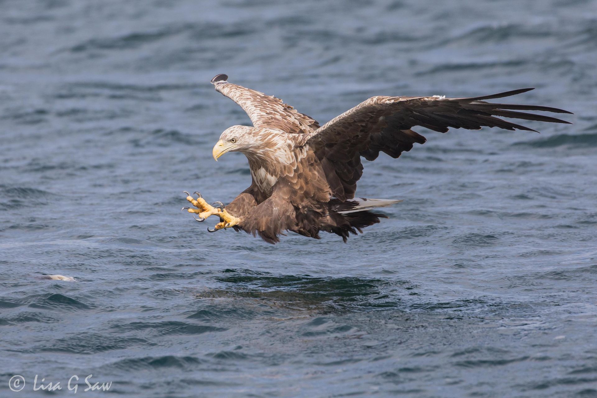 White Tailed Eagle flying low with claws outstretched