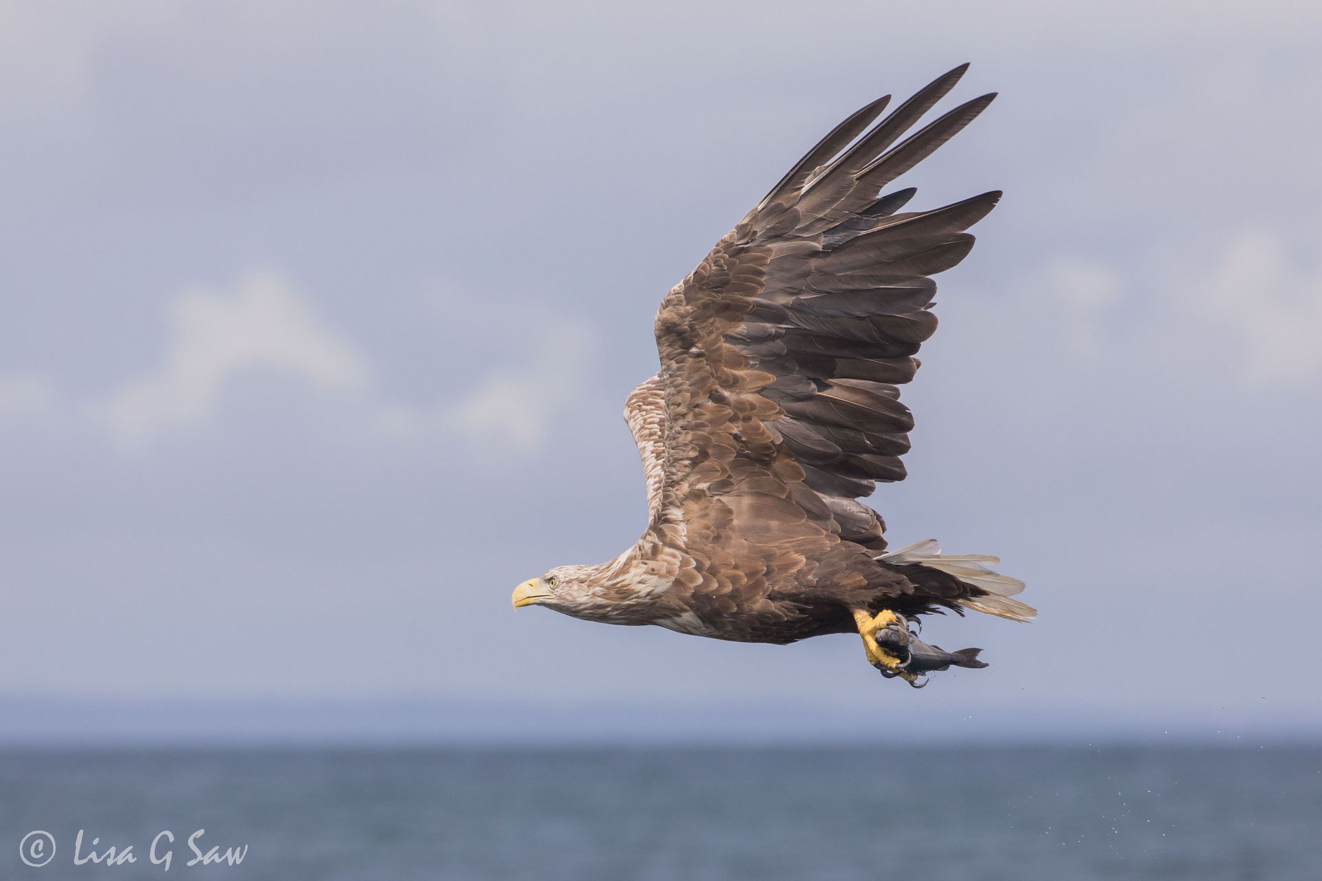 White Tailed Eagle with fish in talons