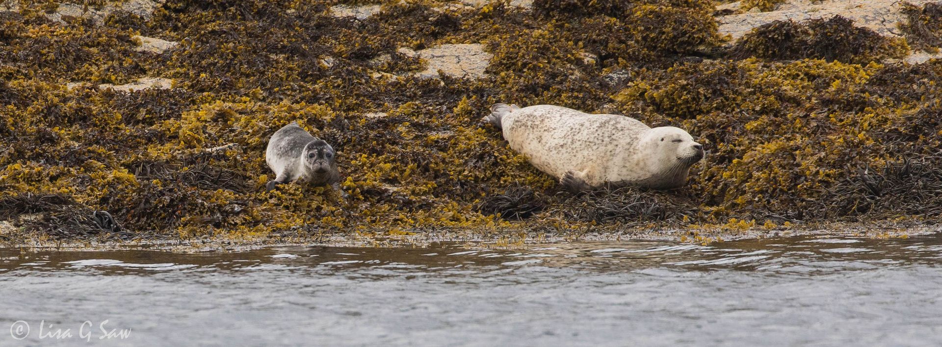 Harbour Seal and cub lying on the kelp