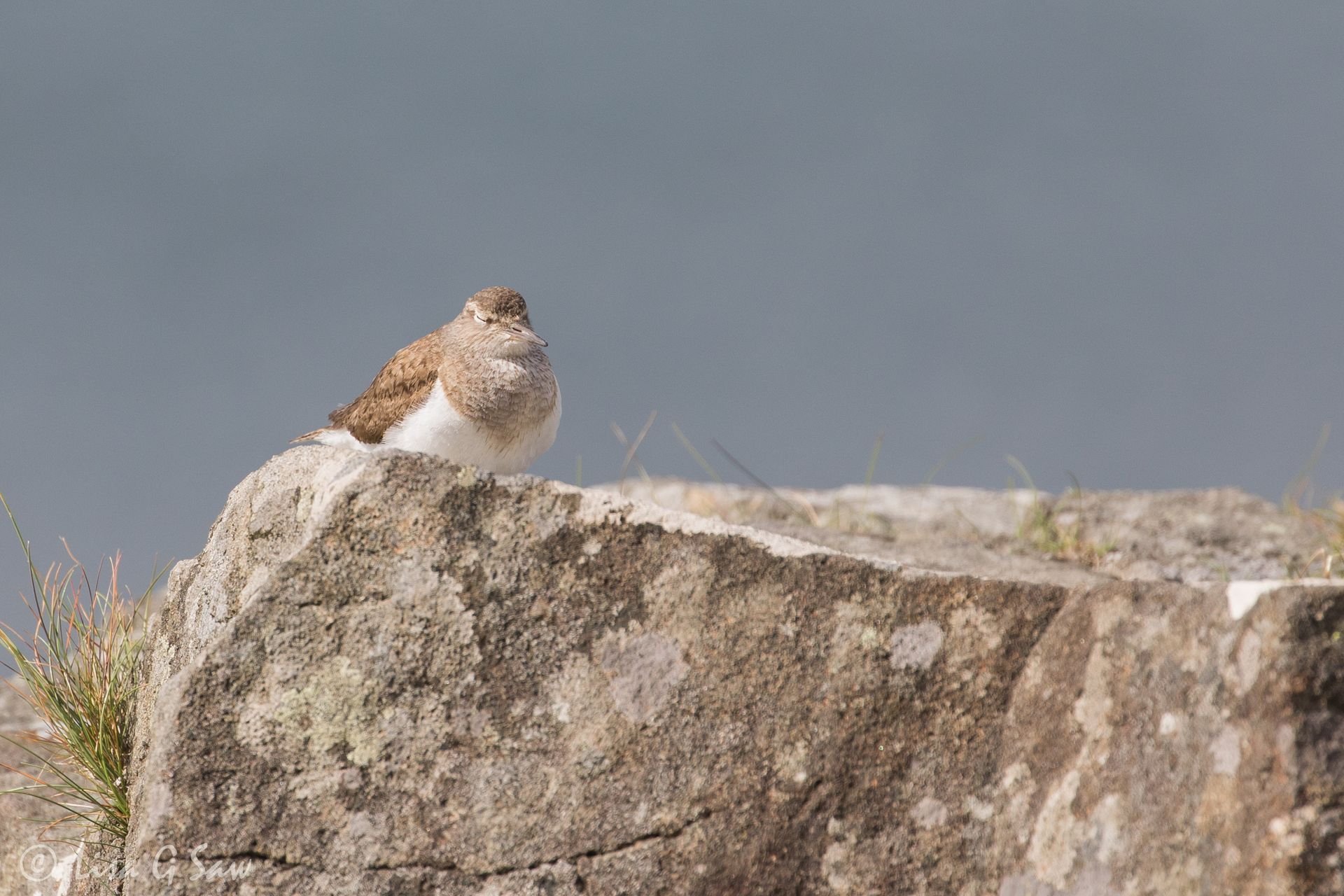 Common Sandpiper with its eyes shut