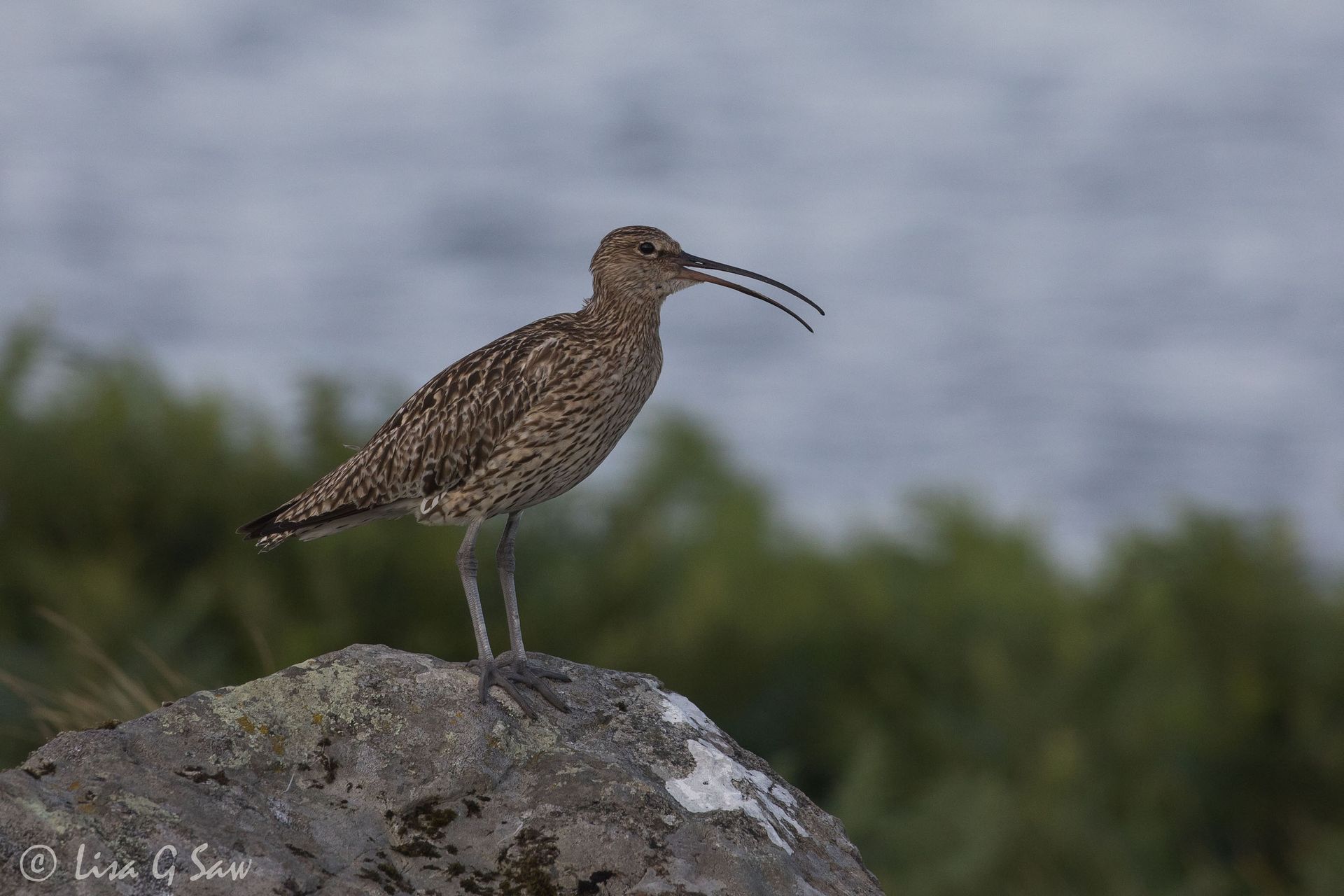 Adult Curlew with beak slightly open on rock