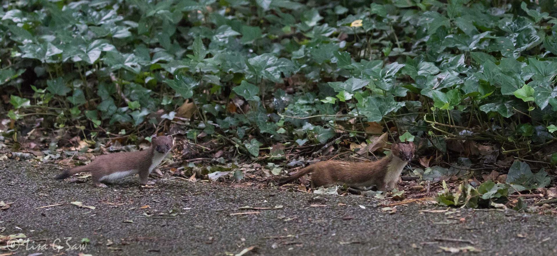 Two Stoats, adult and kit, on path