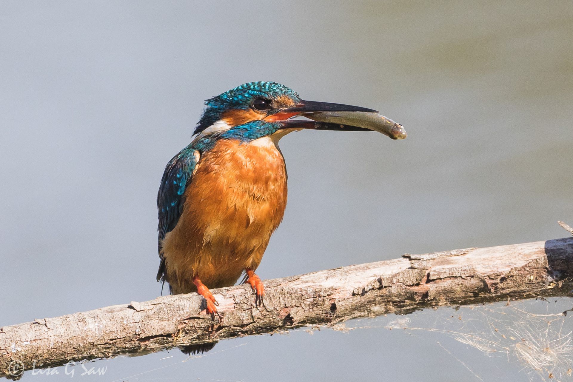 Kingfisher with a small fish in its beak