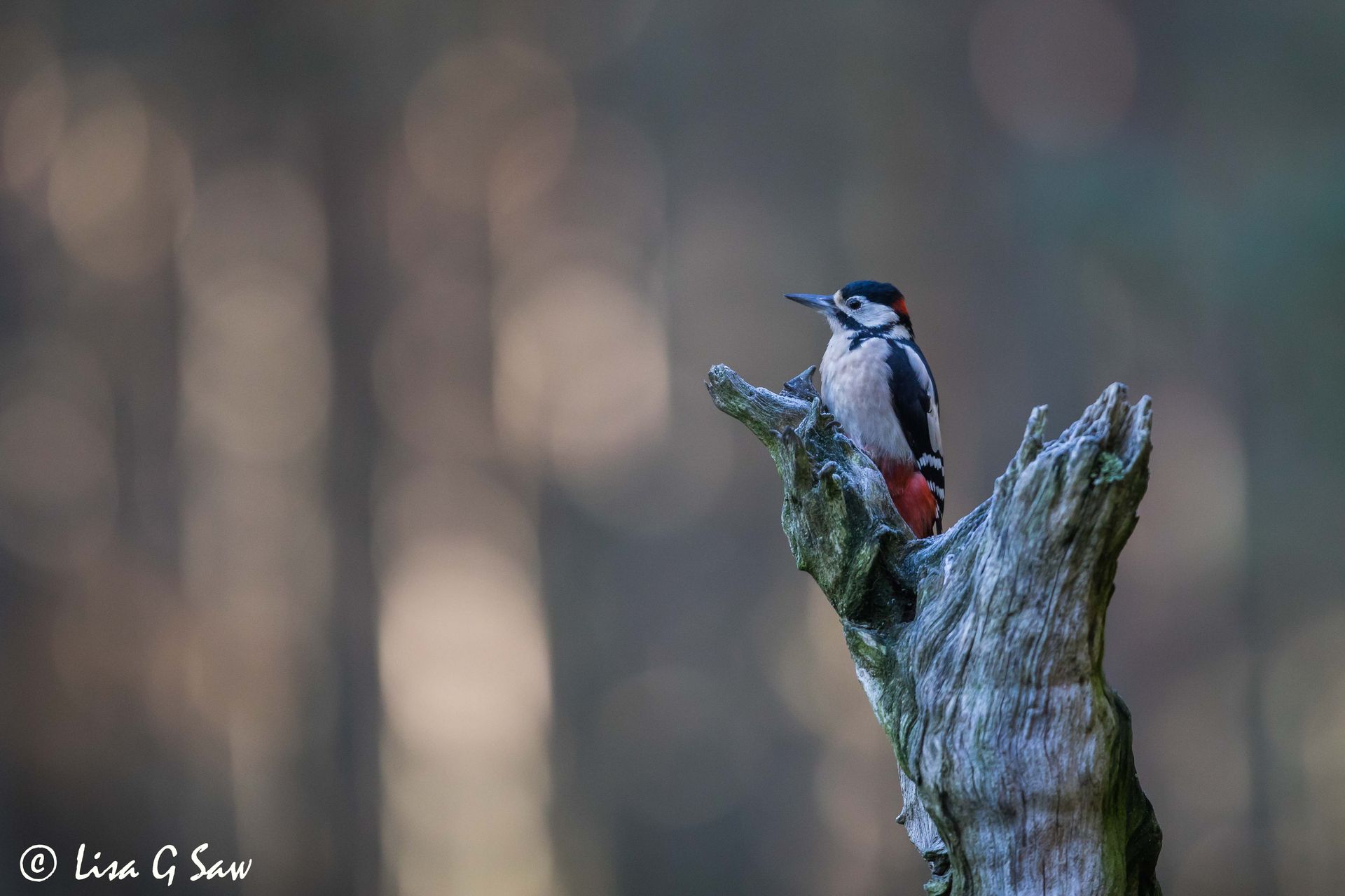 Great Spotted Woodpecker perched on tree stump