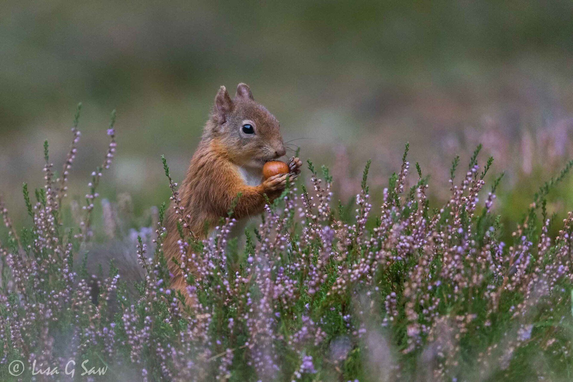 Red Squirrel with hazelnut amidst Ling Heather