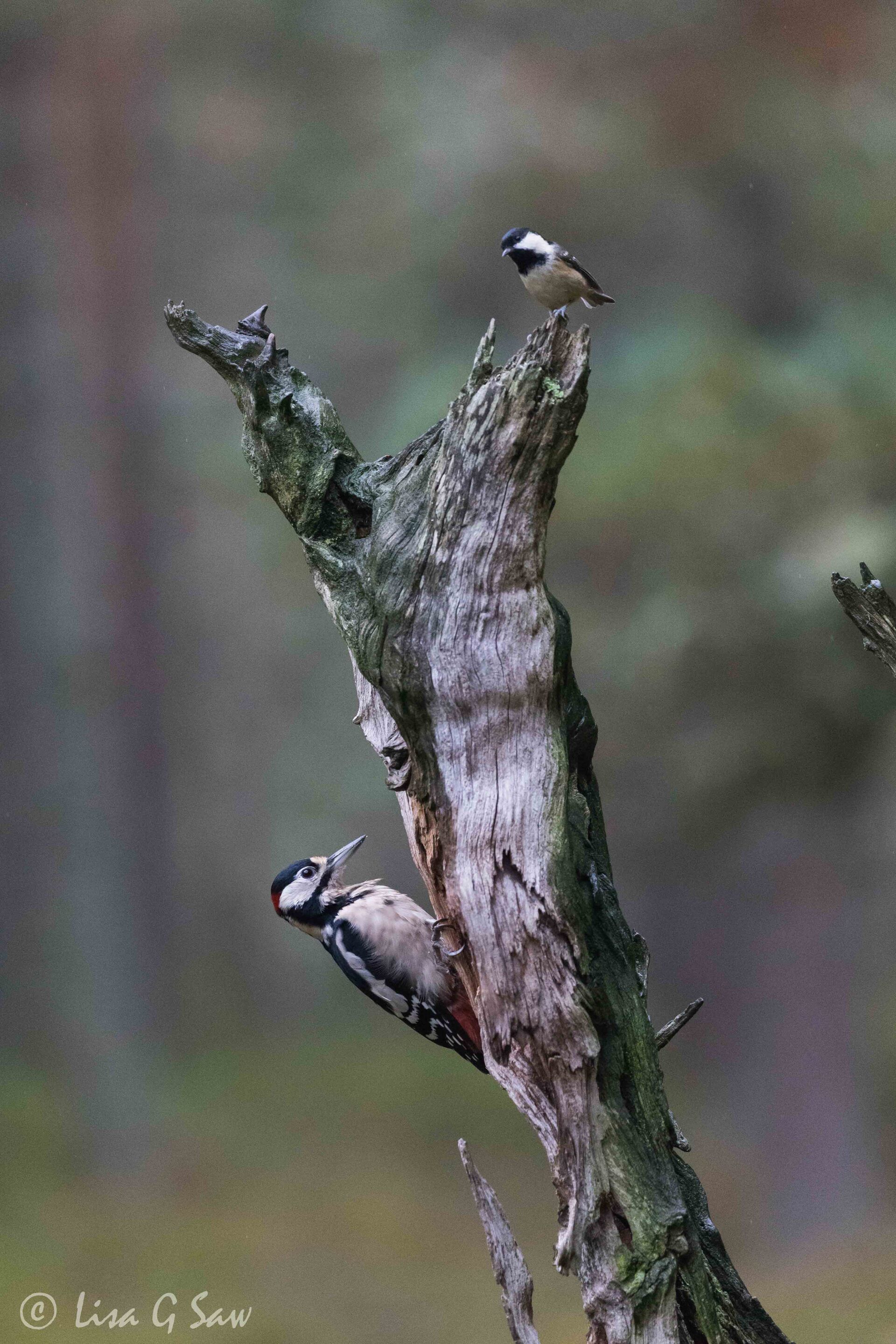 Great Spotted Woodpecker and Coal Tit
