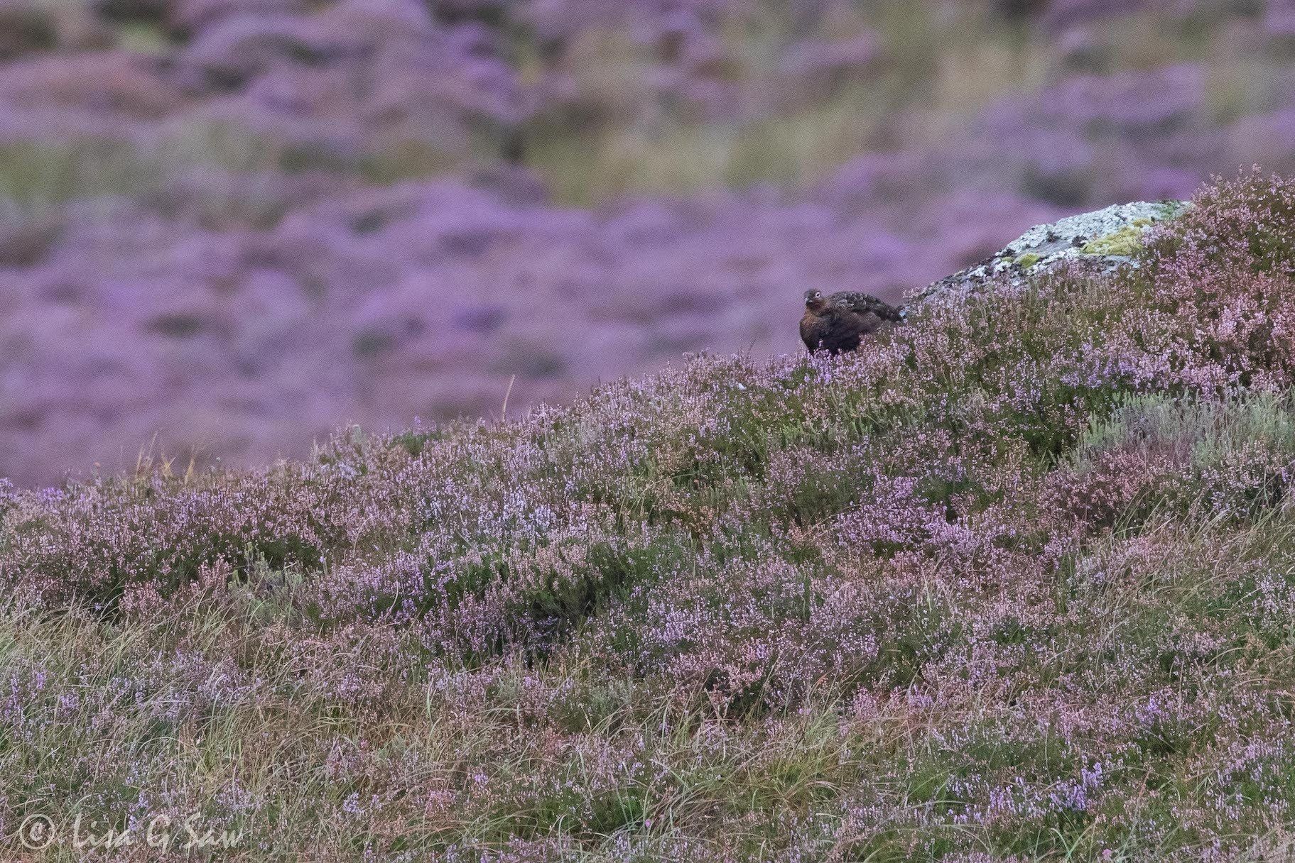 Red Grouse amidst Ling Heather