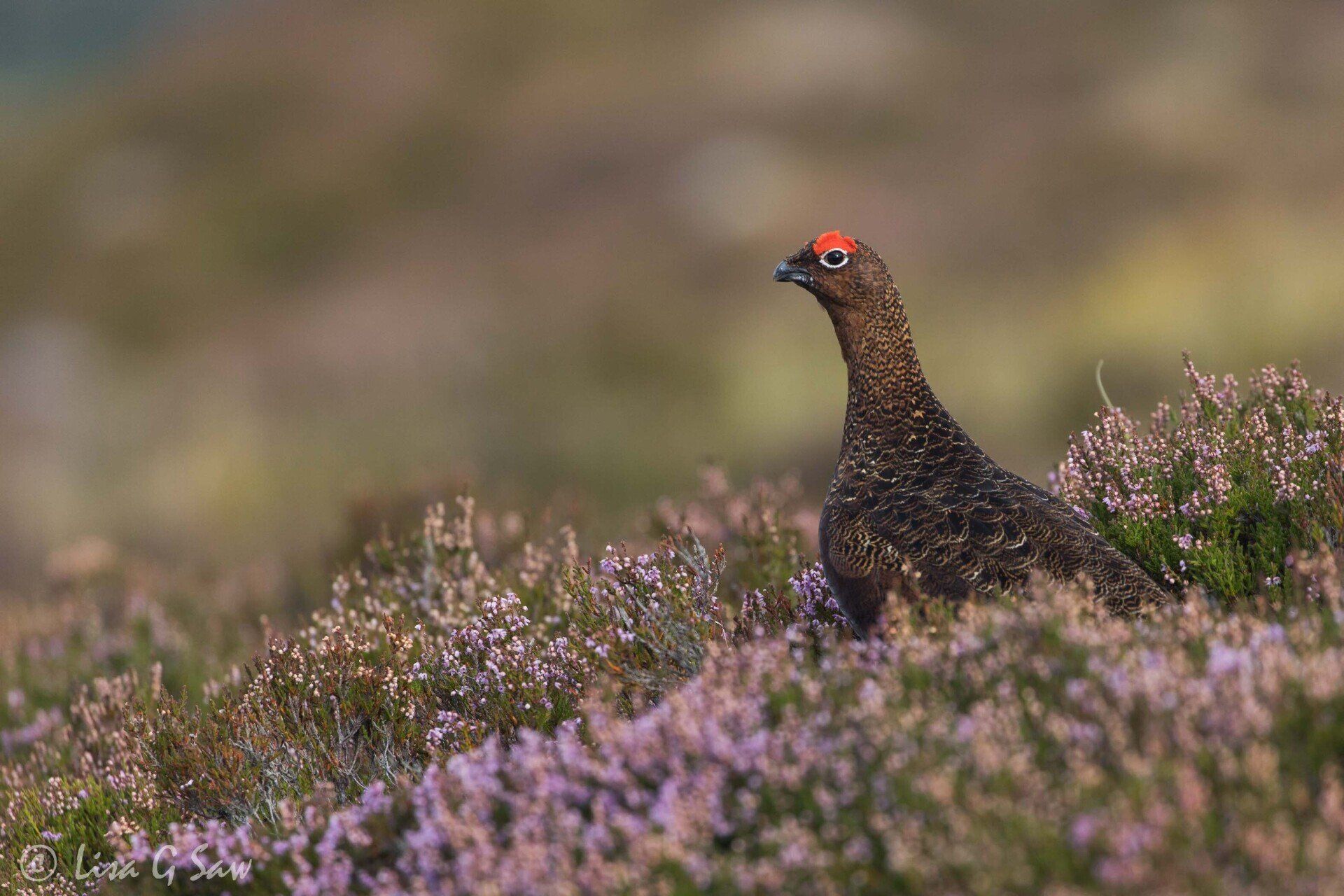 Male Red Grouse amidst Ling Heather
