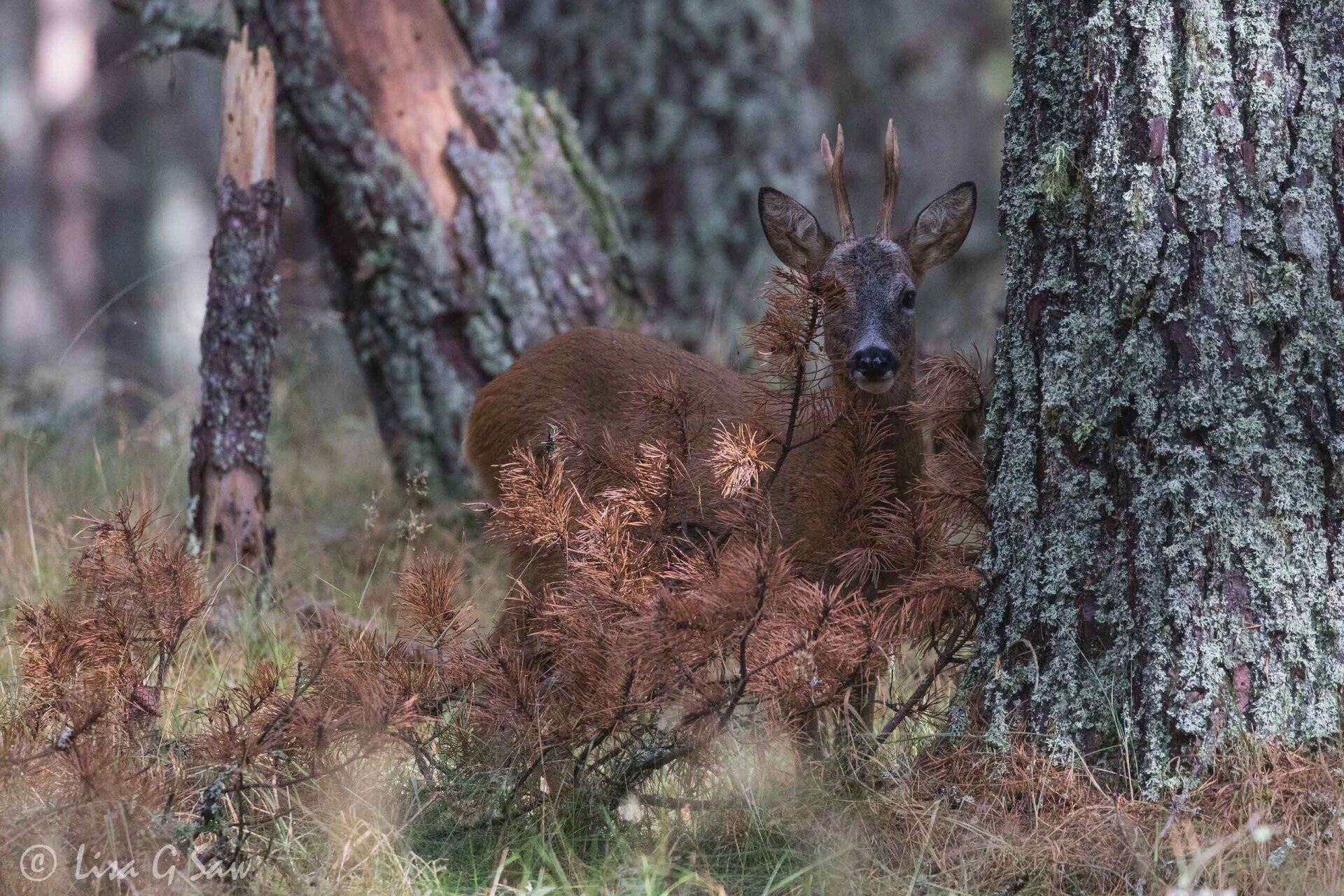 Young buck roe deer