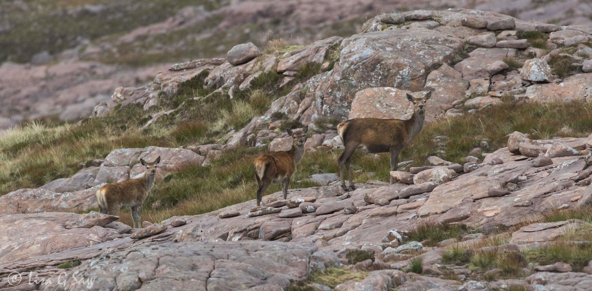 Three Red Deer in Western Highlands