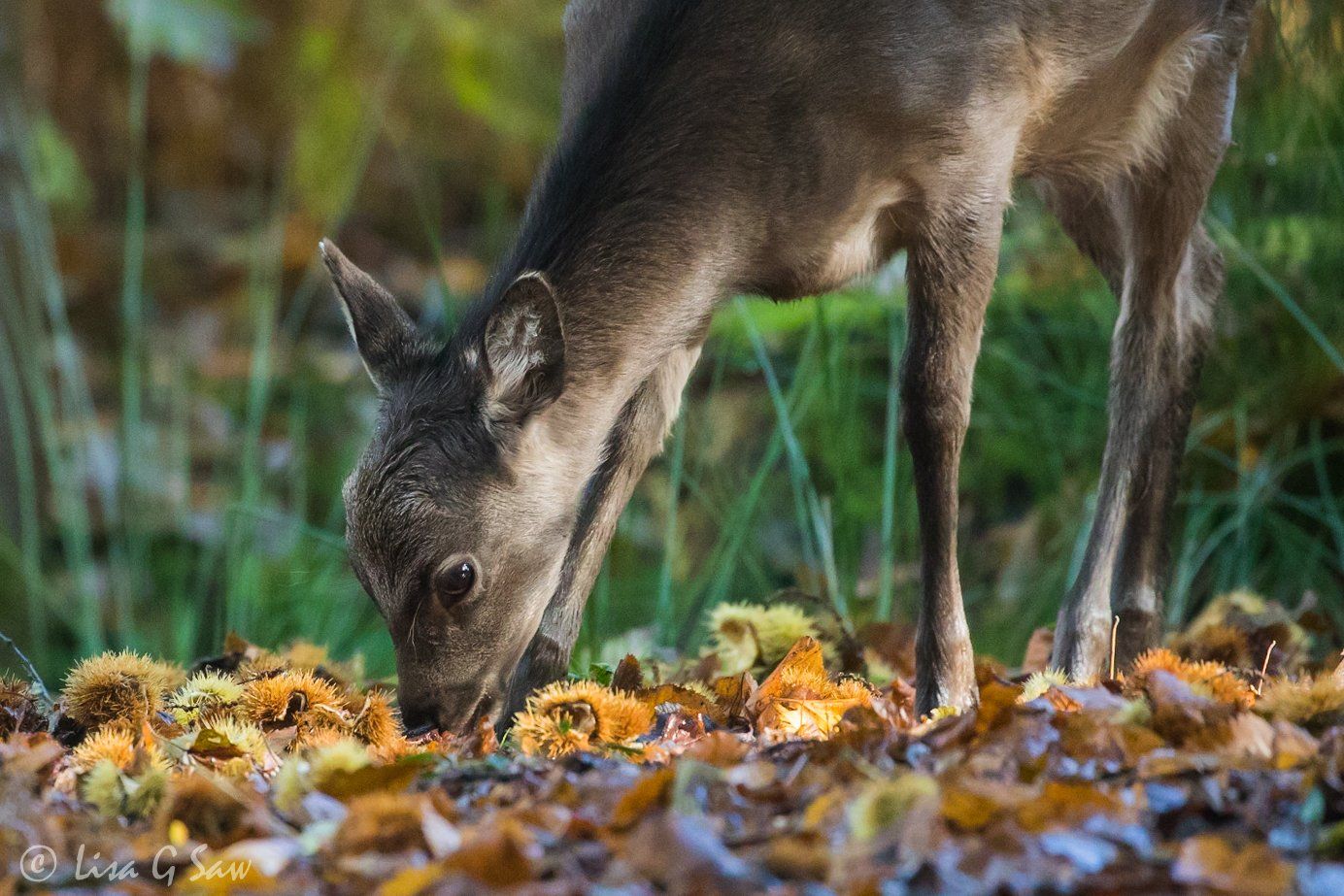 Sika deer nosing through the leaf litter