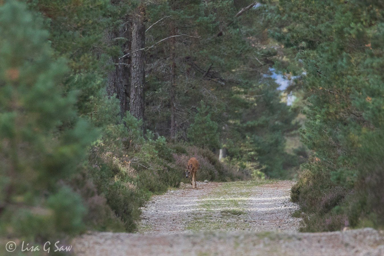 Roe Deer Buck ambling along forest path