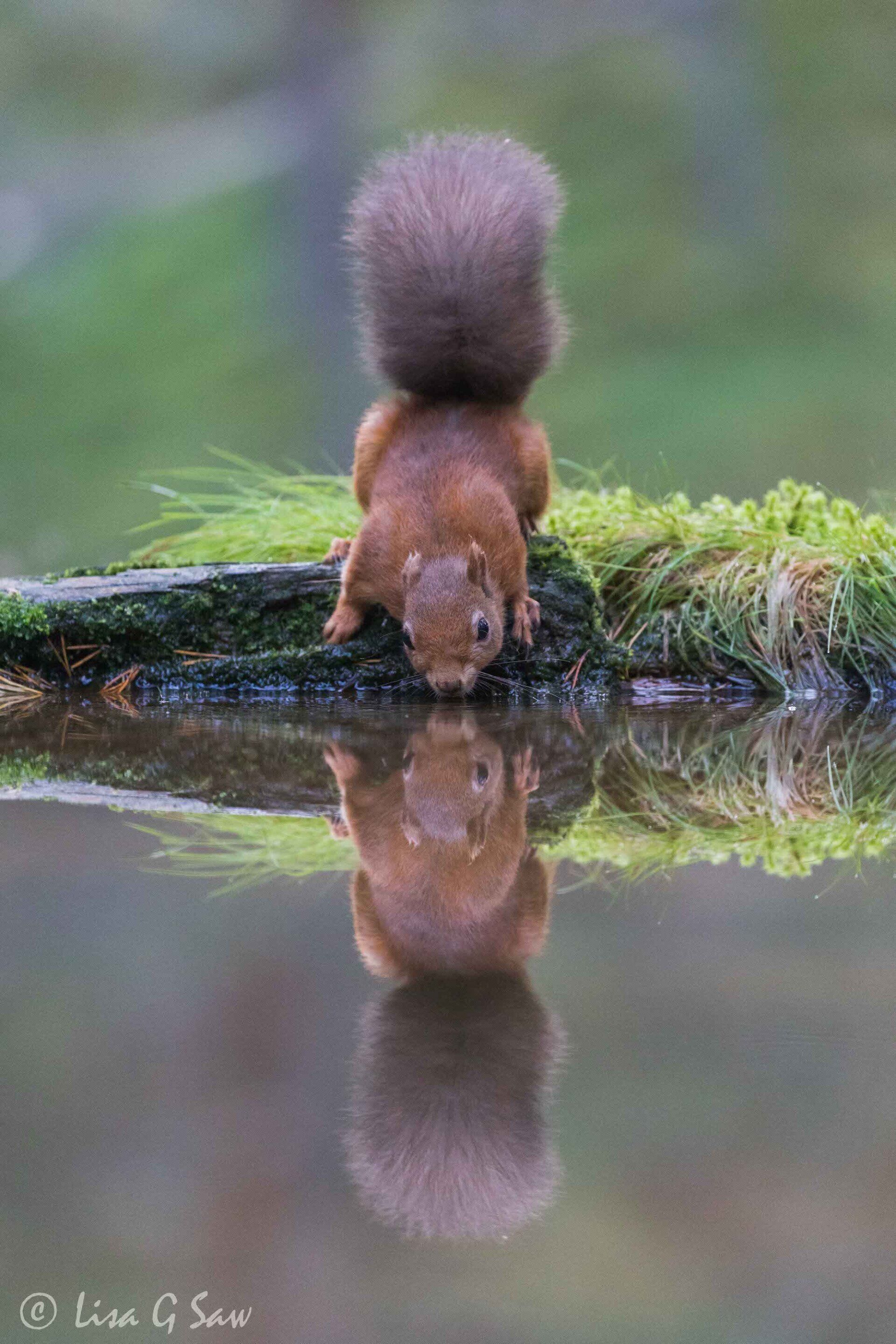 Red Squirrel drinking water with reflection