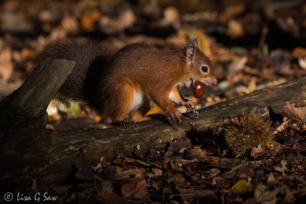 Red Squirrel with a conker in its mouth