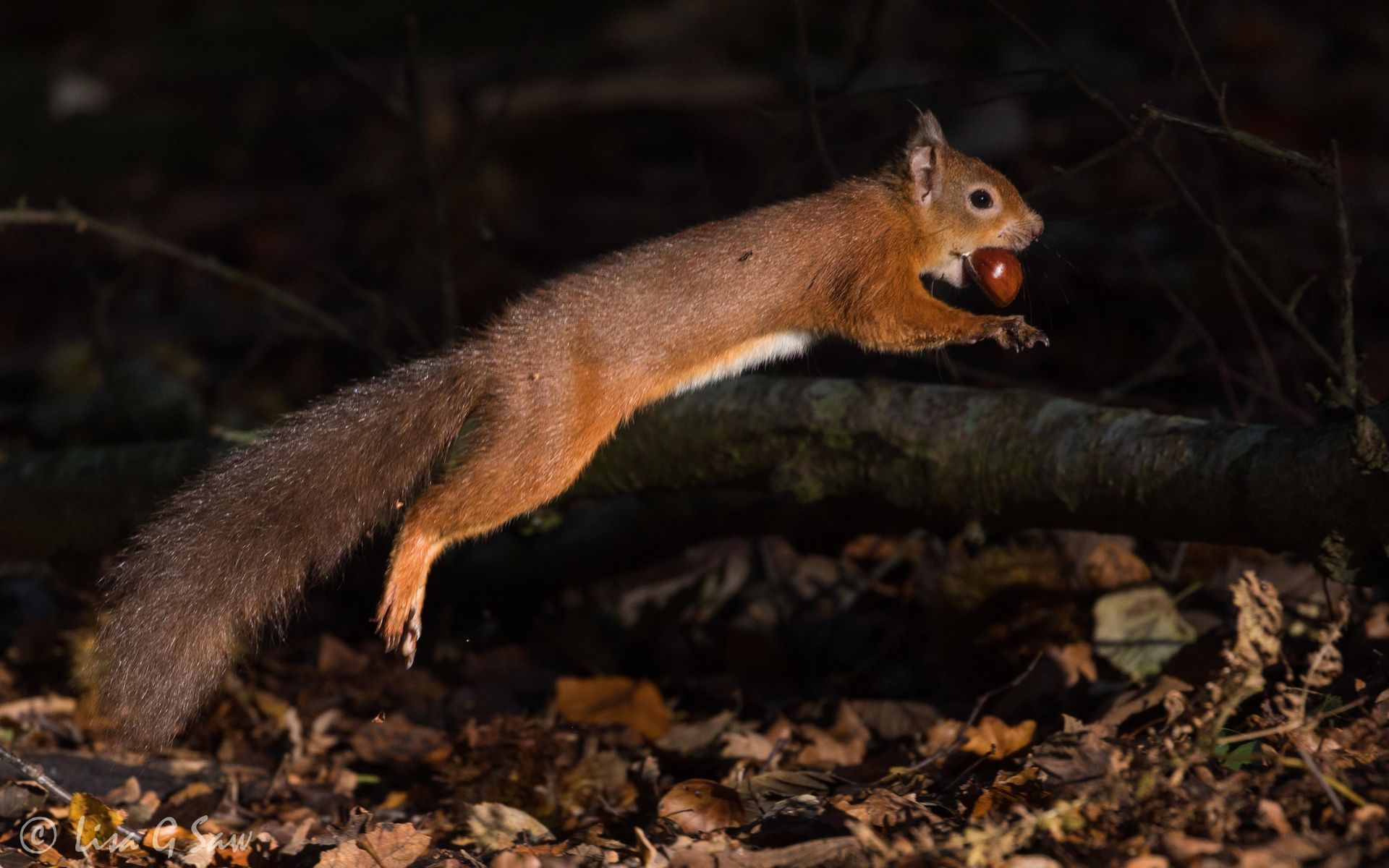 Red Squirrel leaping into the light at Brownsea Island