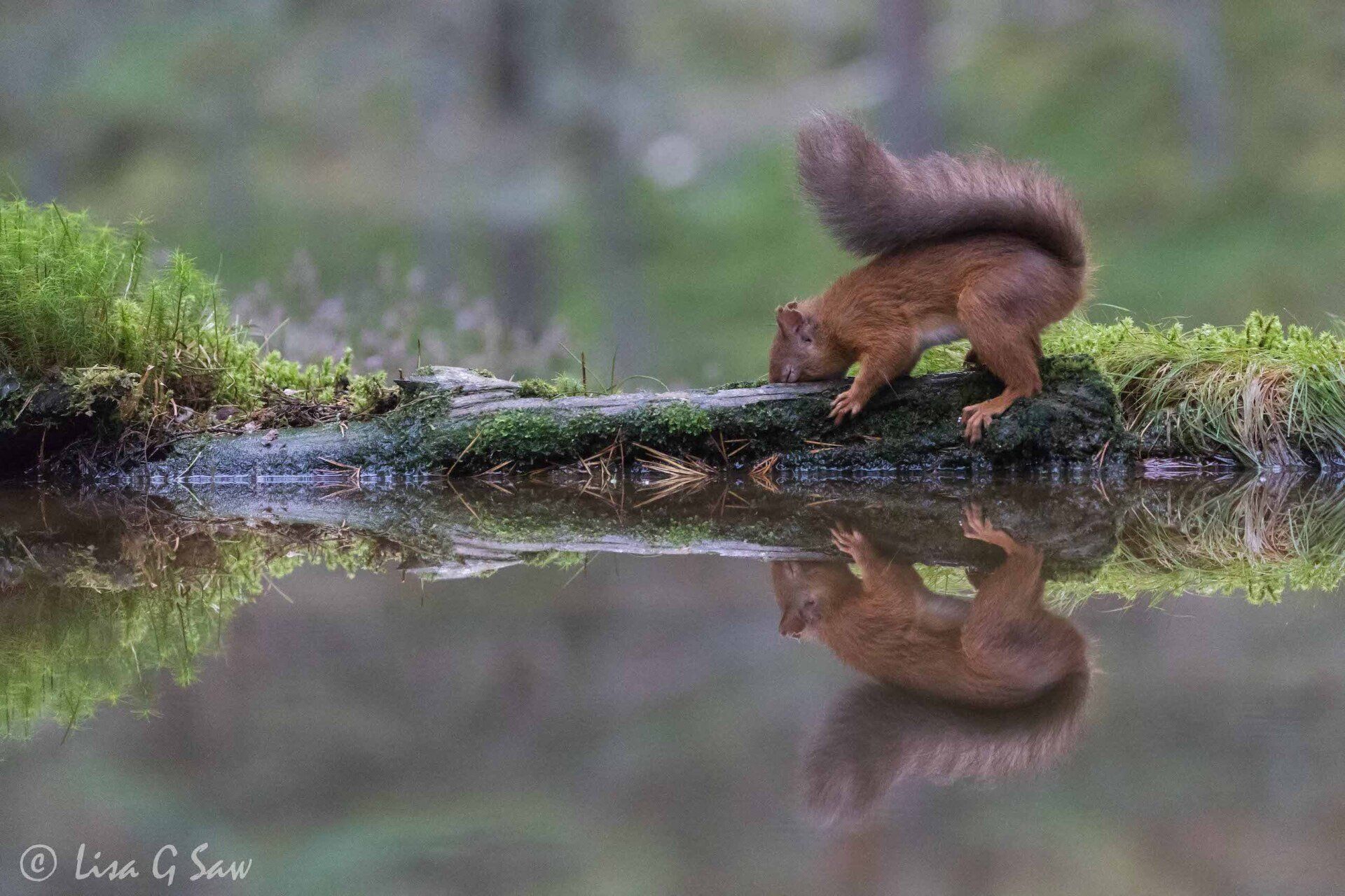 Red Squirrel with head in log
