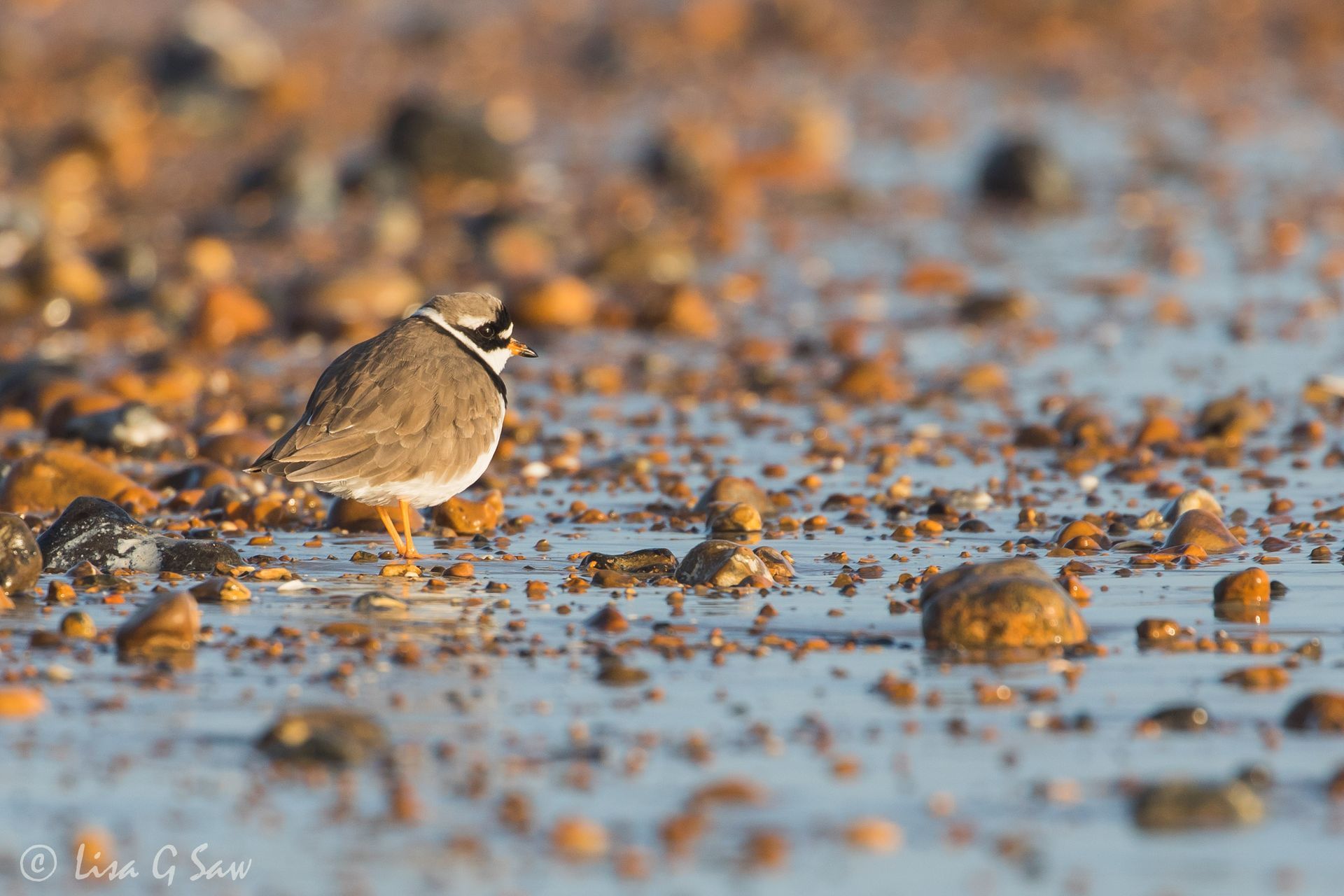 Common Ringed Plover on Worthing Beach