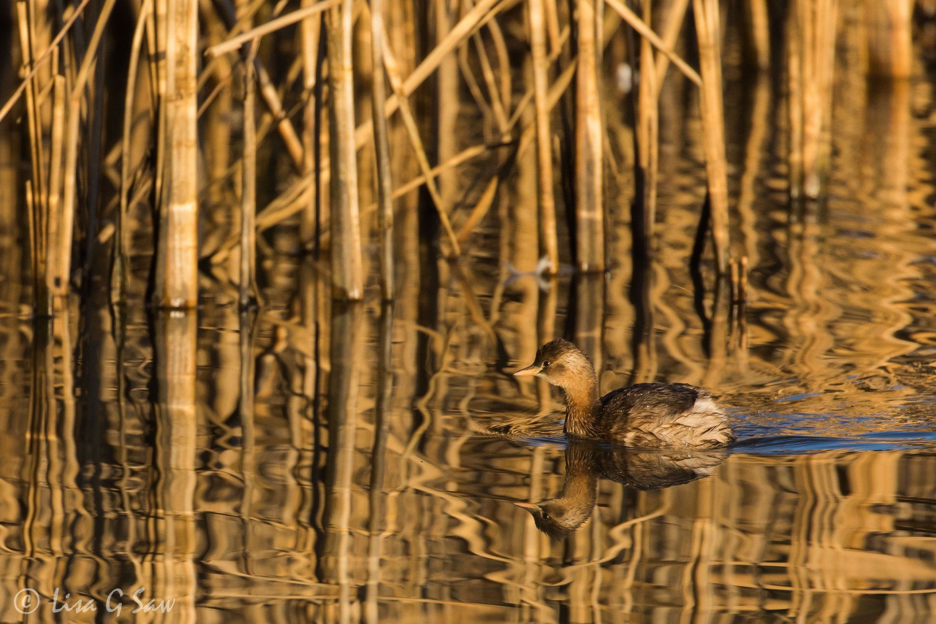 Little Grebe in winter plumage and golden reeds