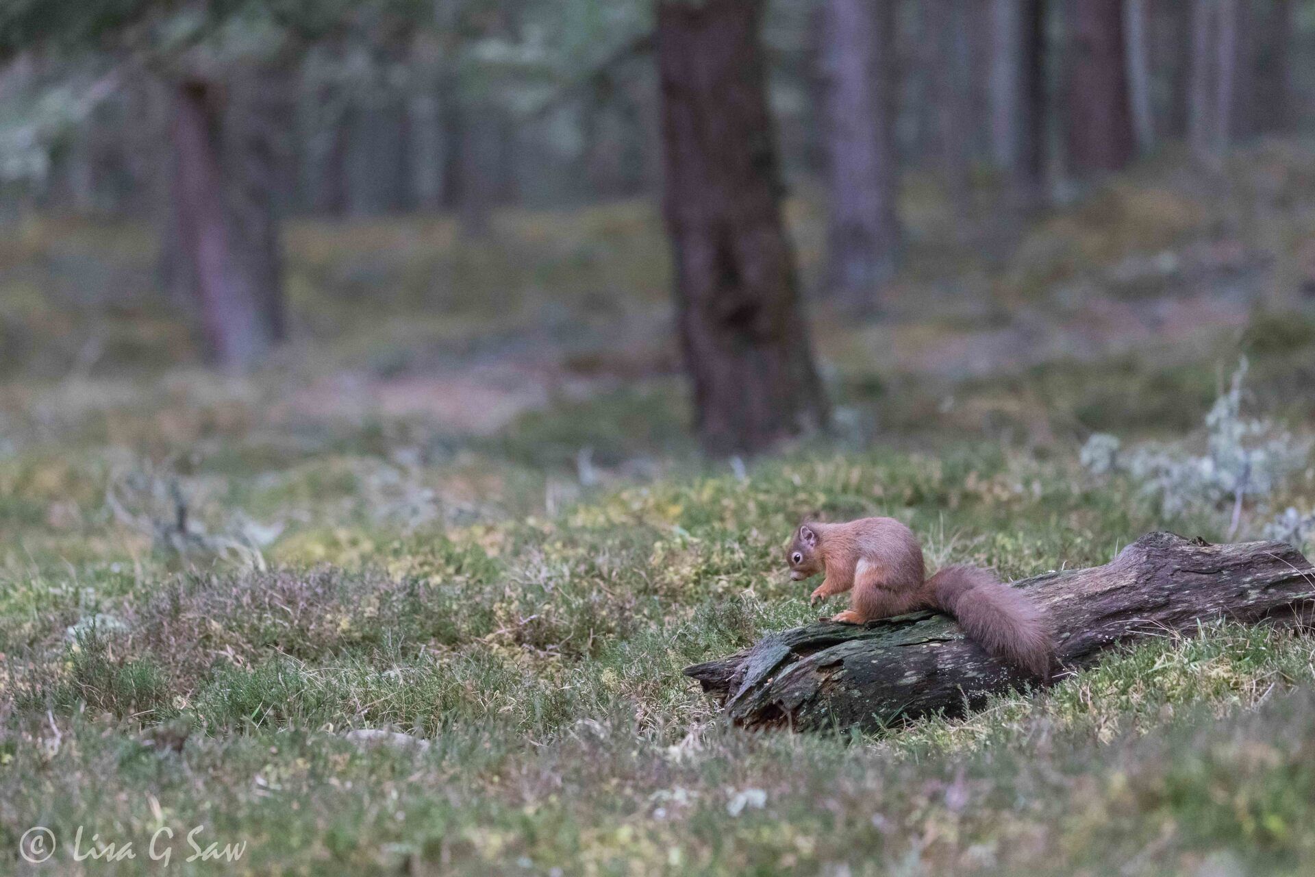 Red Squirrel on log