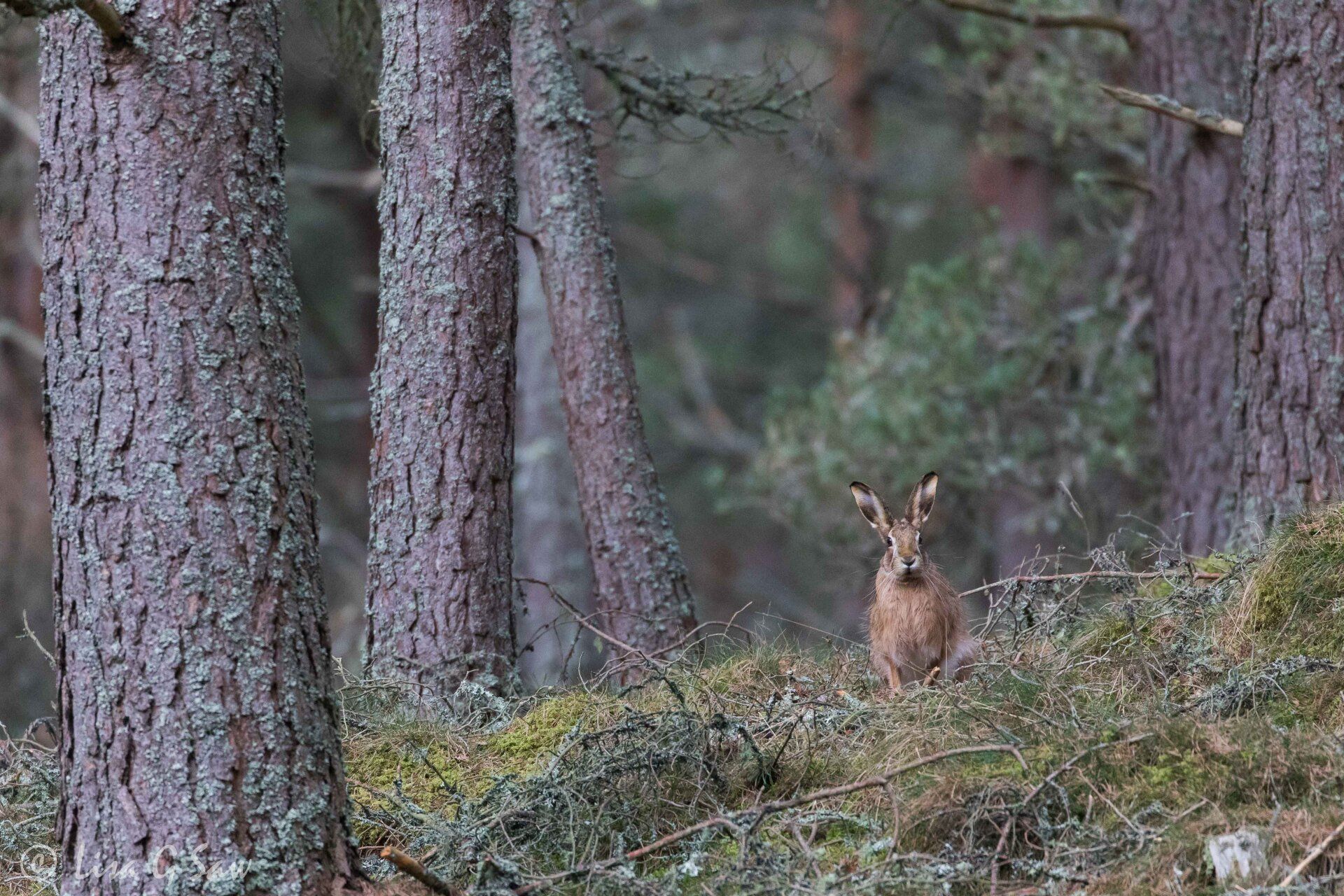 Brown hare in a pine forest in Scotland