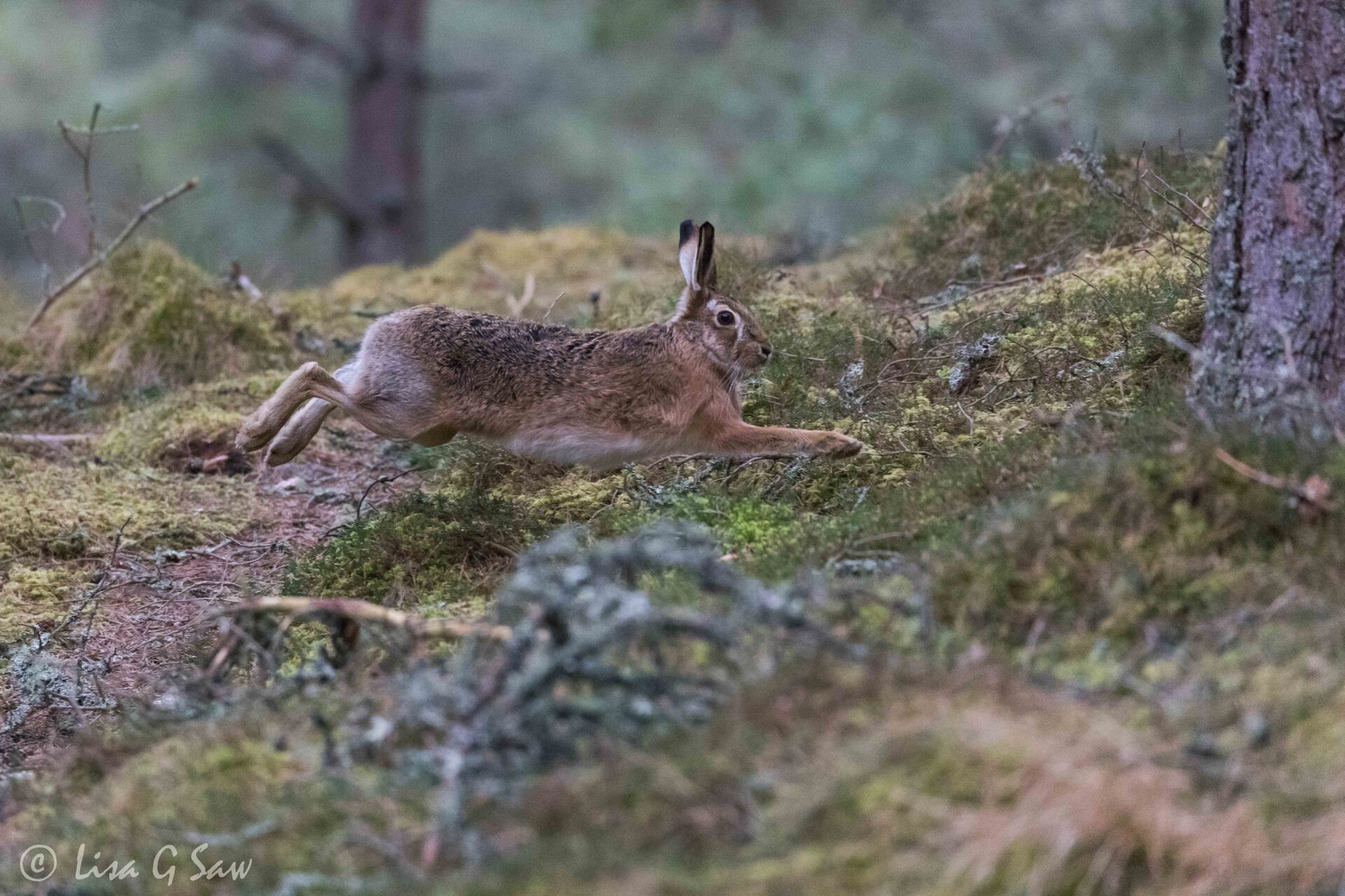 Brown hare leaping through a pine forest