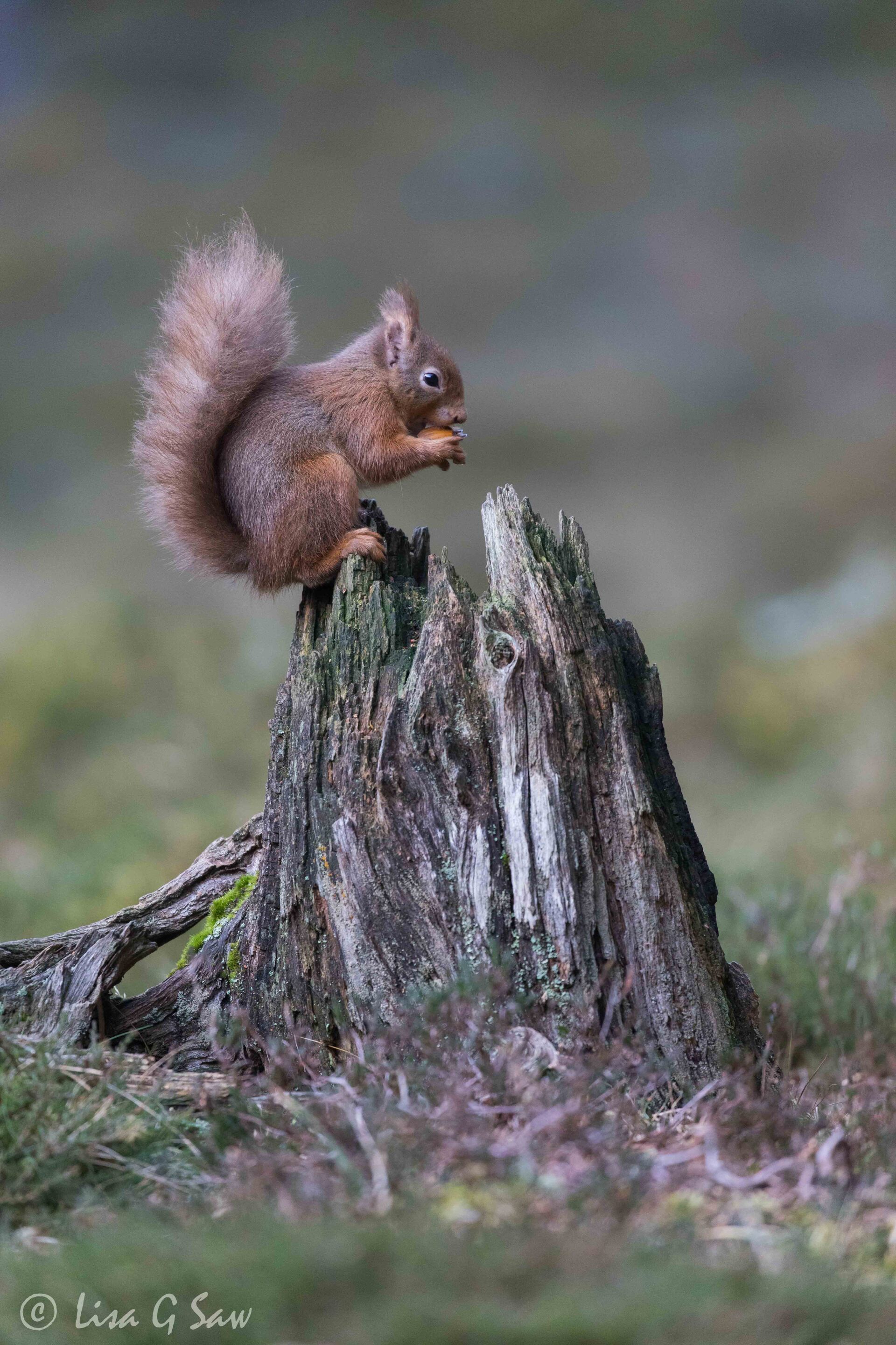 Red Squirrel on a tree stump eating nut